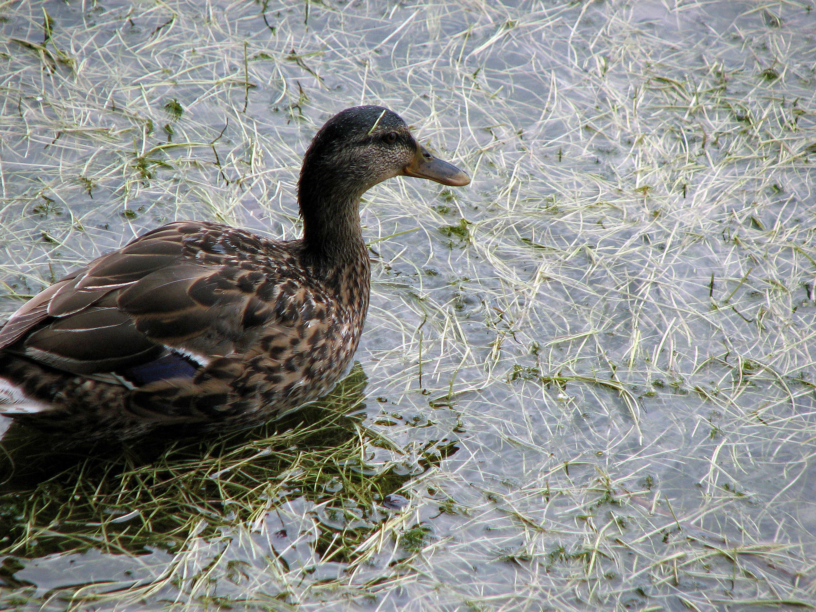Flutender Hahnenfuß