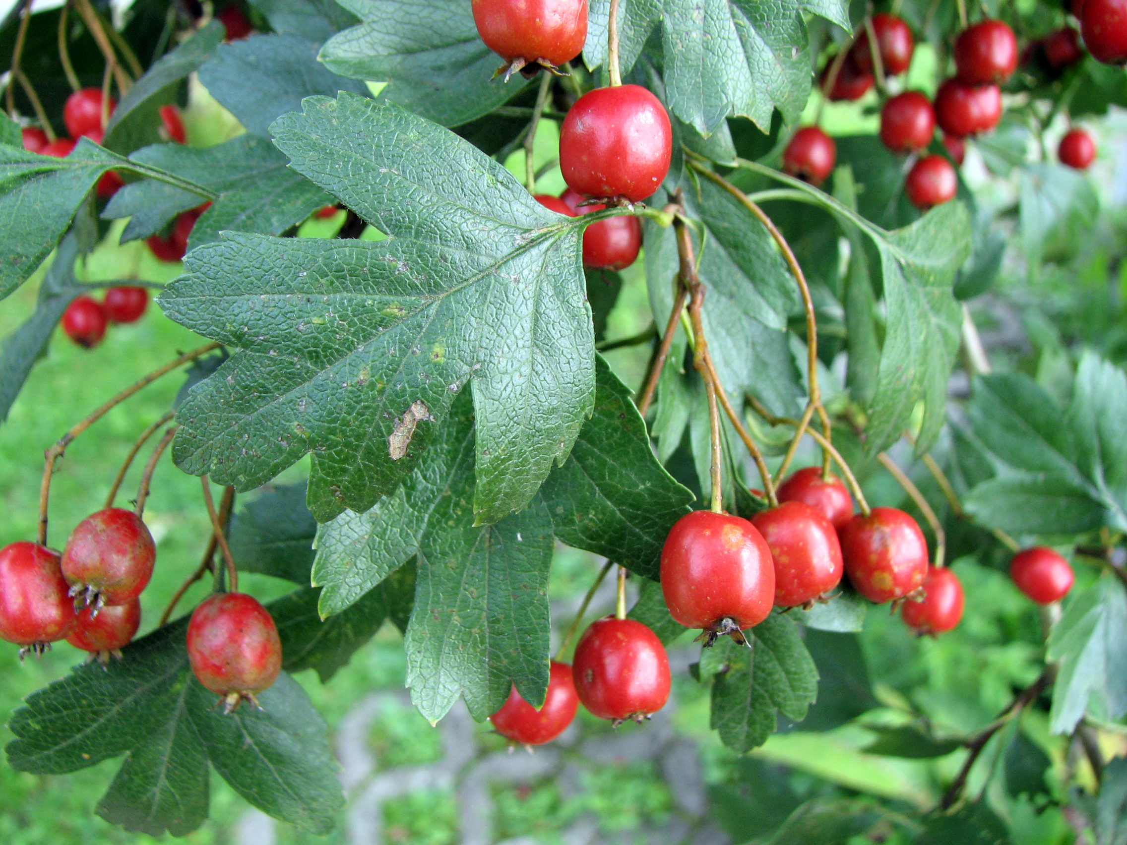 Eingriffeliger Weißdorn