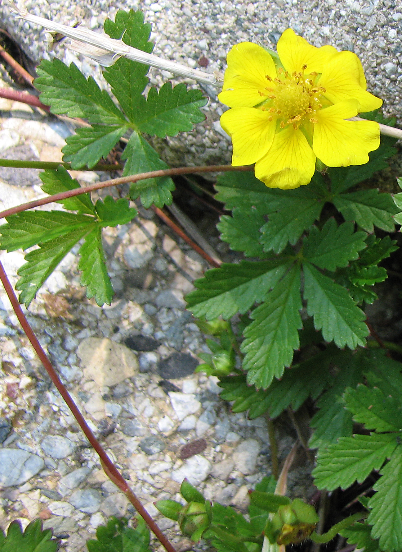 Kriechendes Fingerkraut