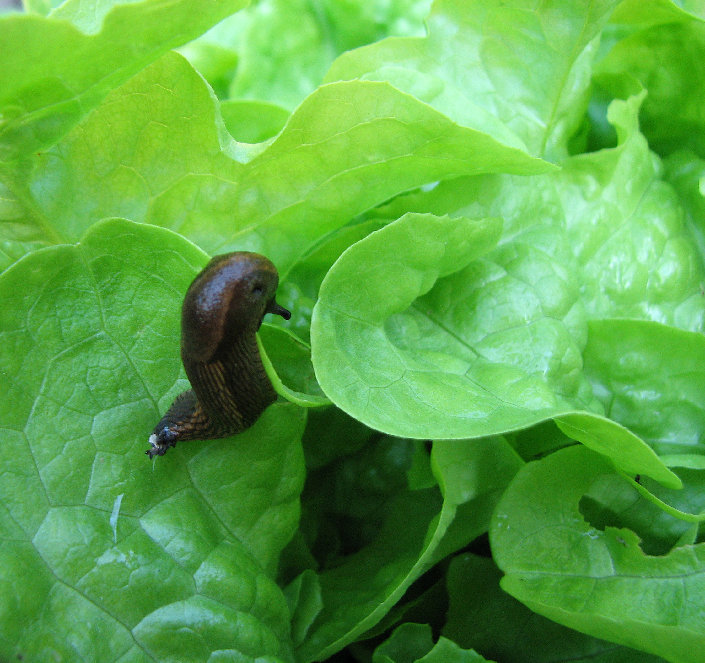 Kopfsalat
