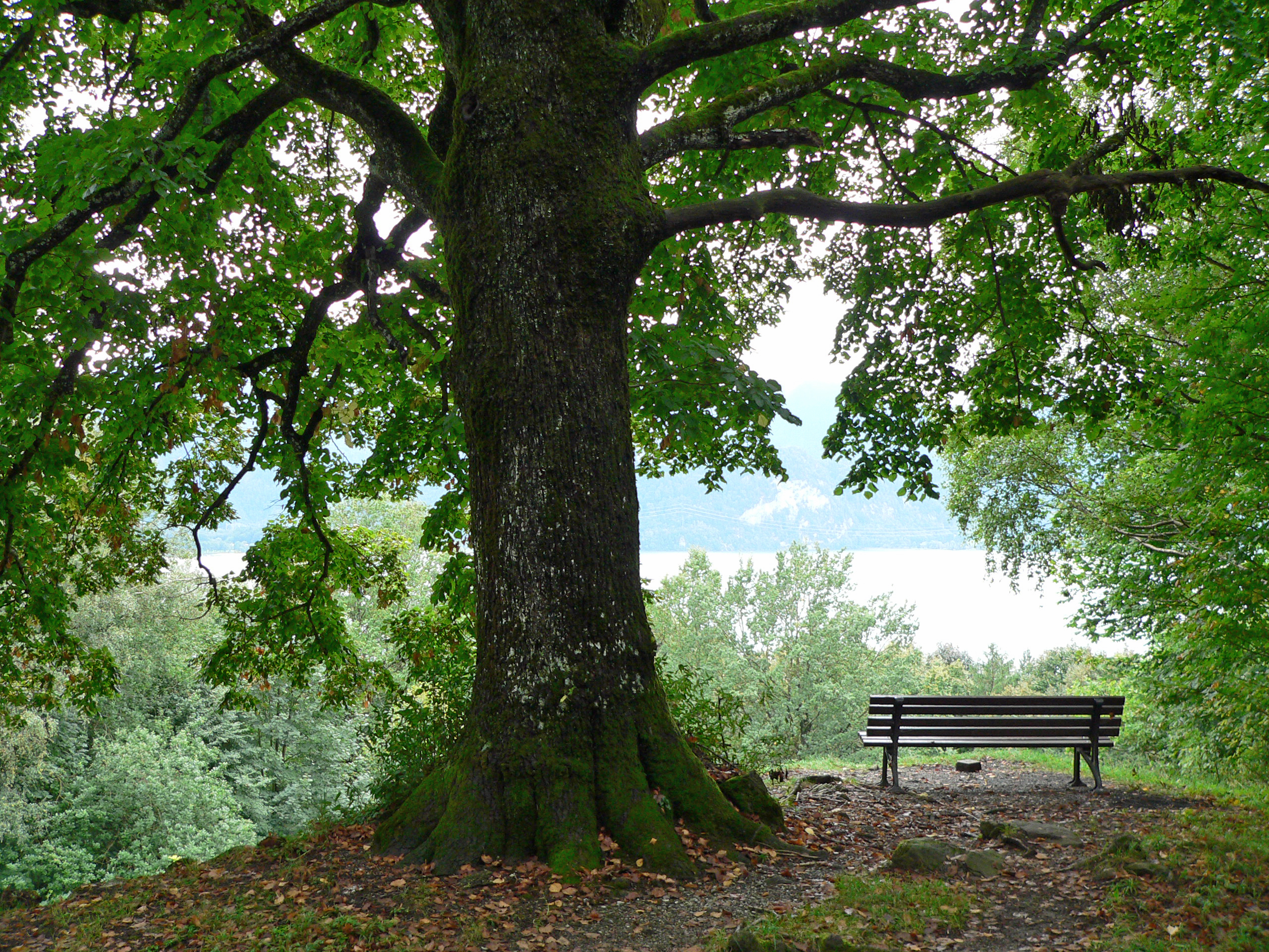 Sommerlinde