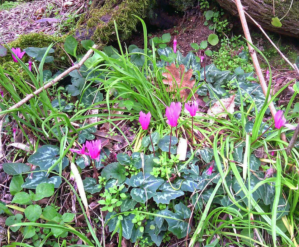 Geschweiftblättriges Alpenveilchen