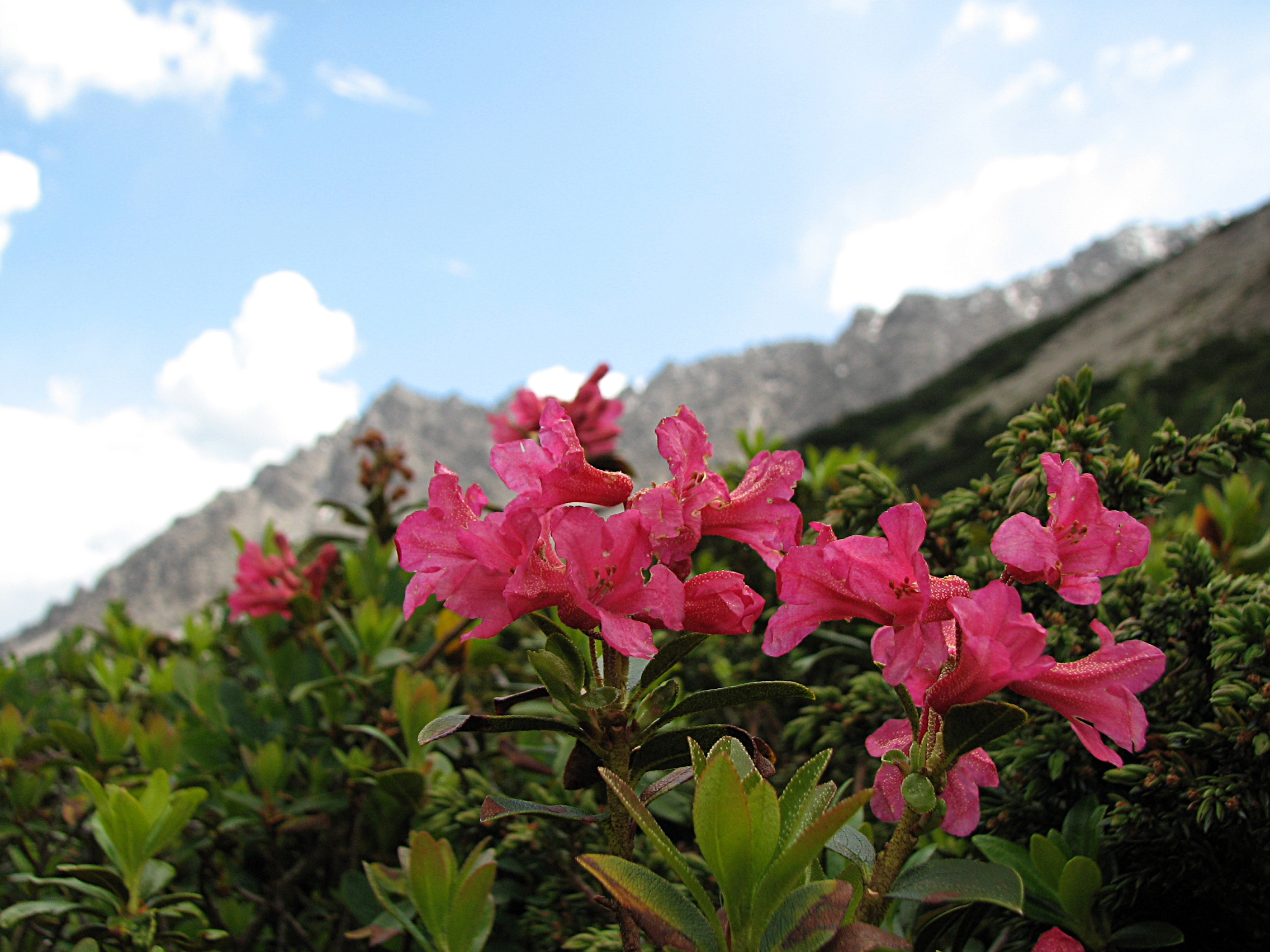 Rostblättrige Alpenrose
