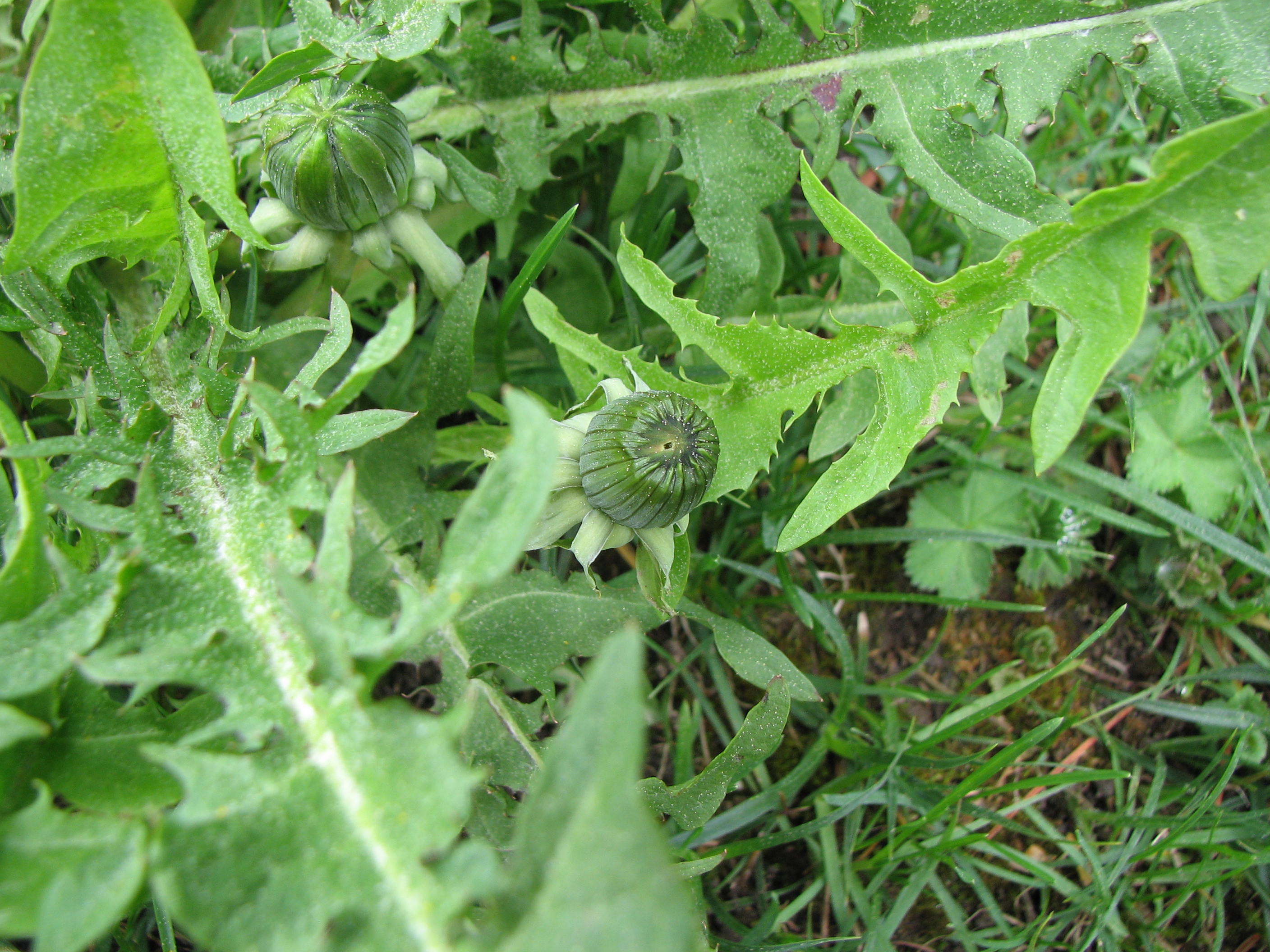 Gewöhnlicher Löwenzahn