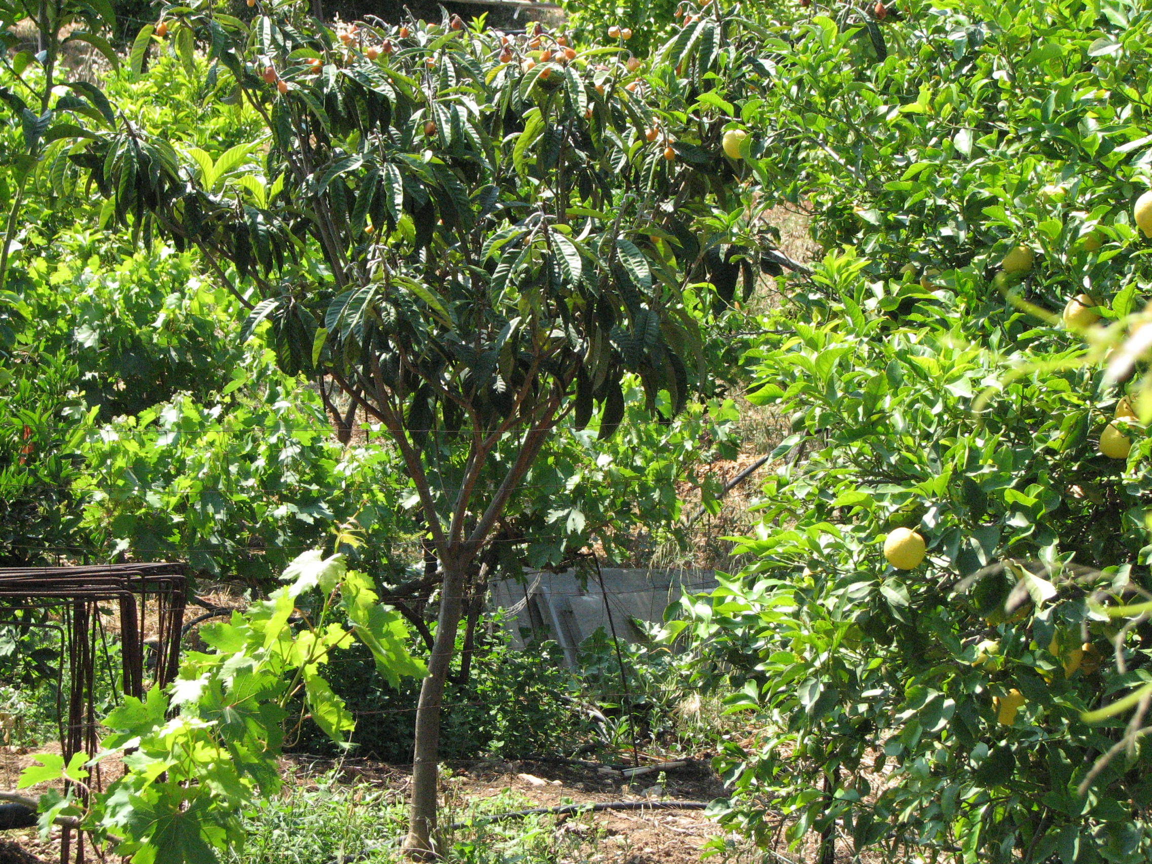 Japanische Wollmispel