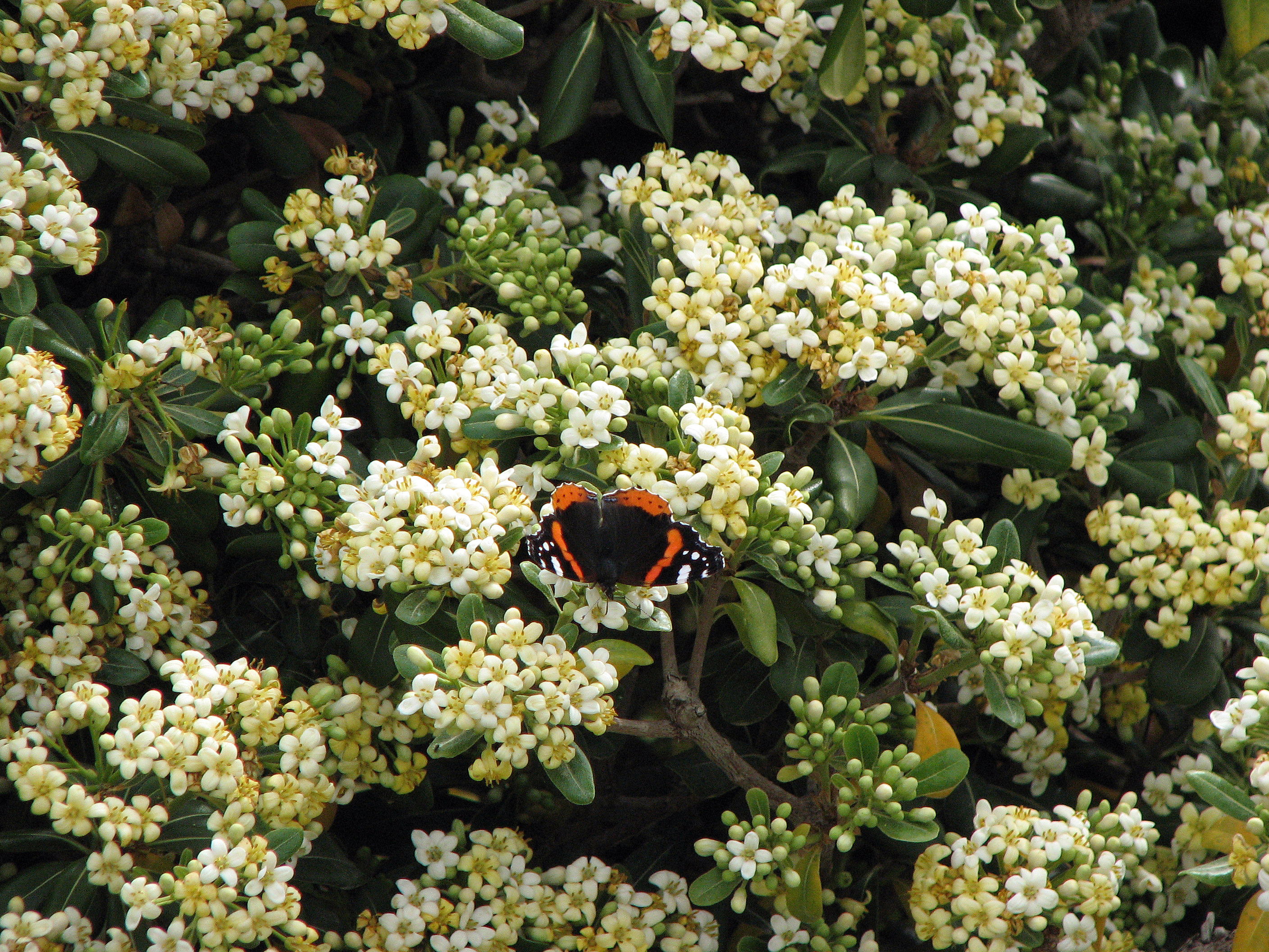 Chinesischer Klebsame