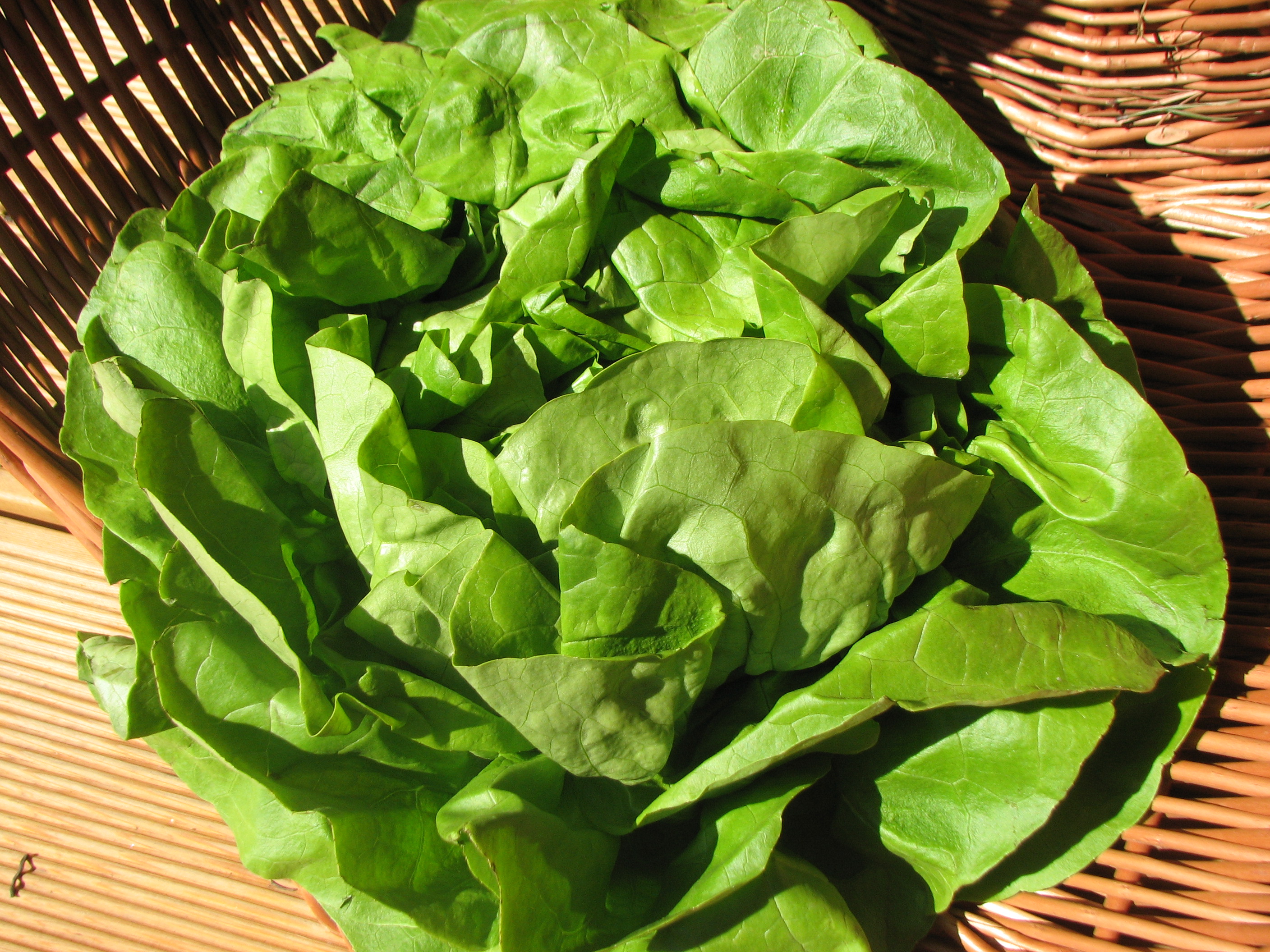 Kopfsalat