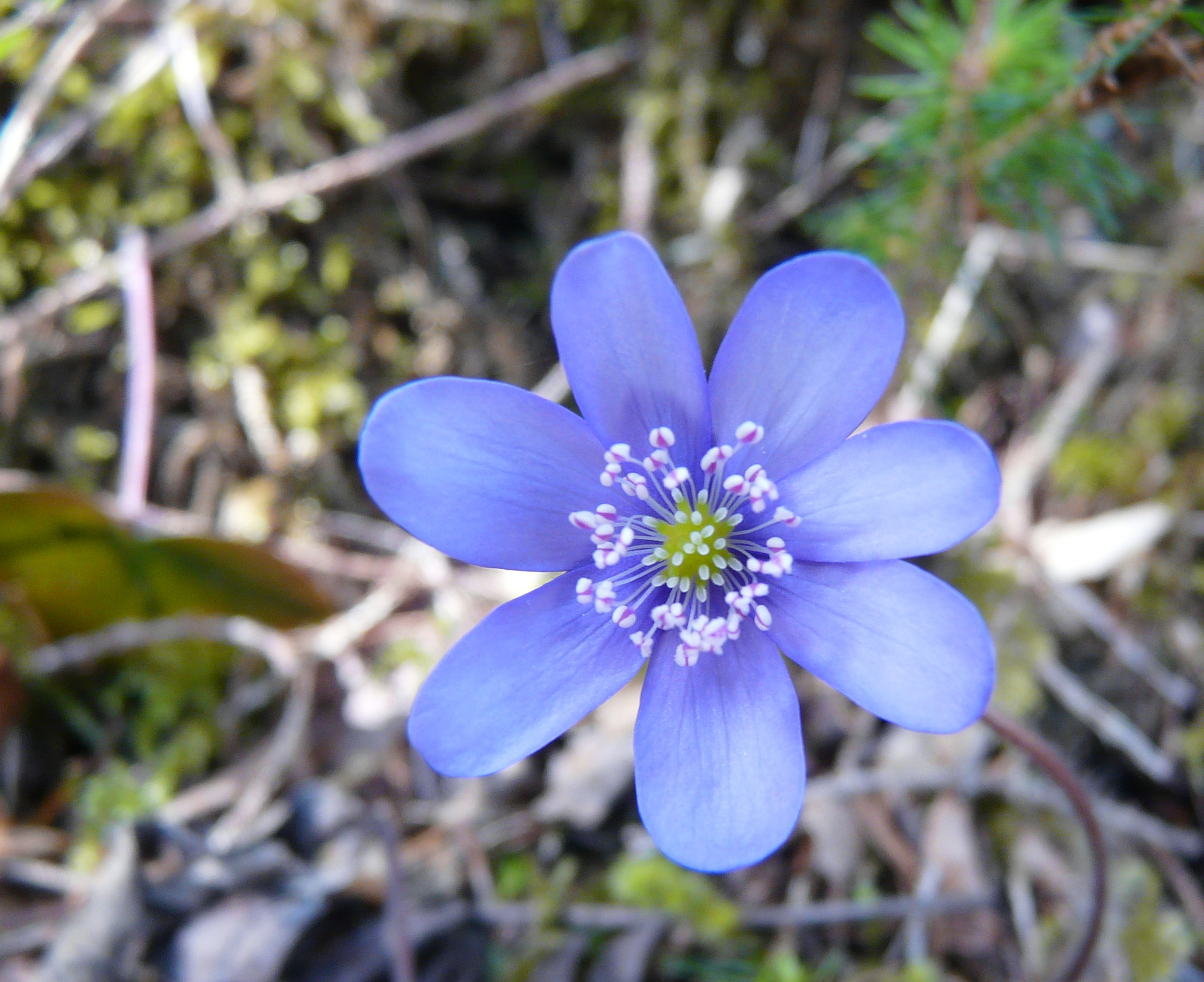 Leberblümchen