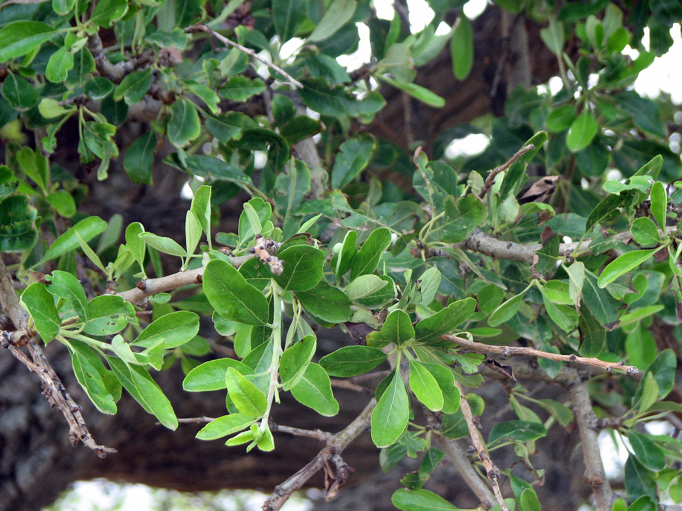 Mandelblättrige Birne