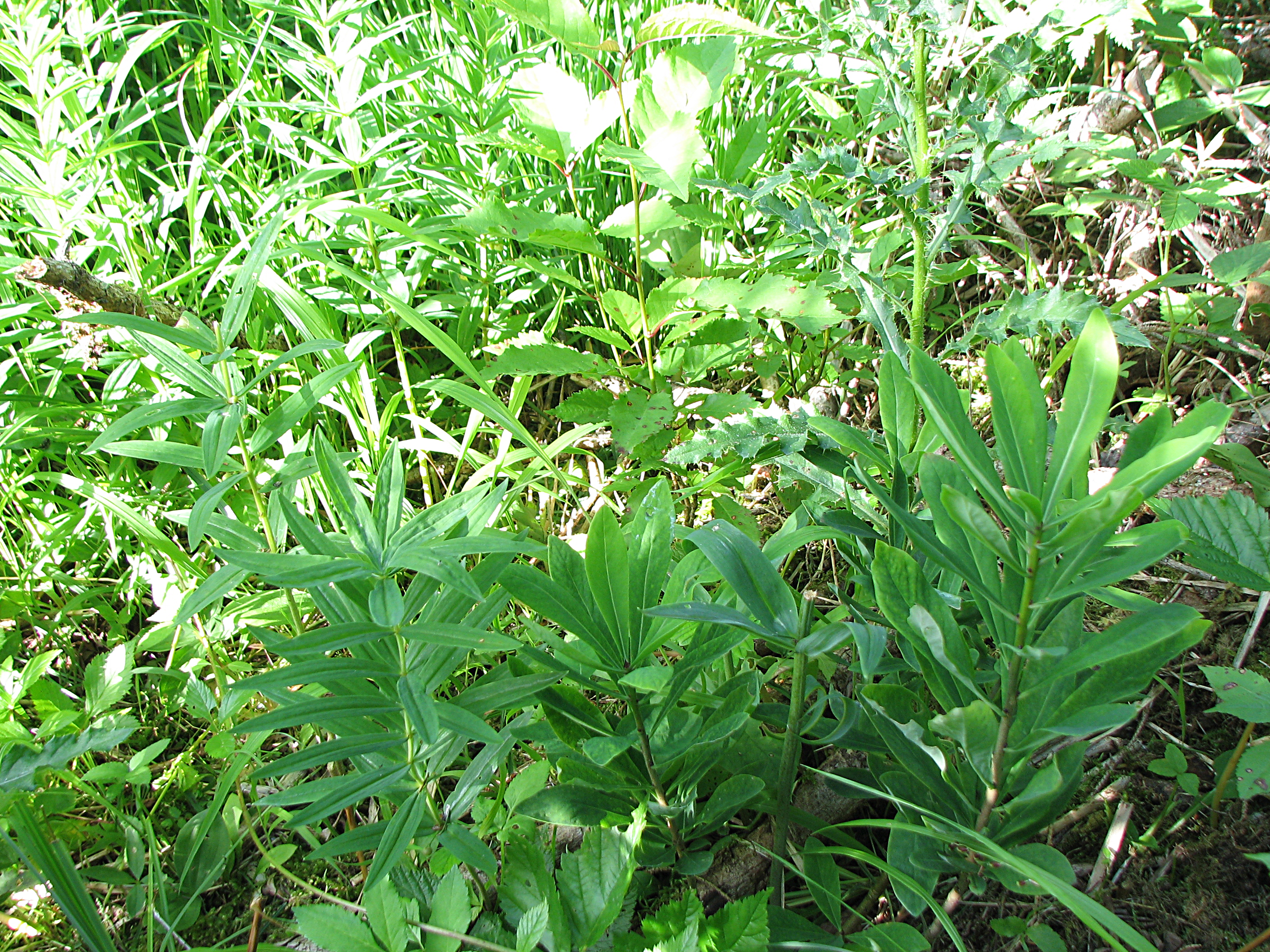 Quirlblättrige Weißwurz