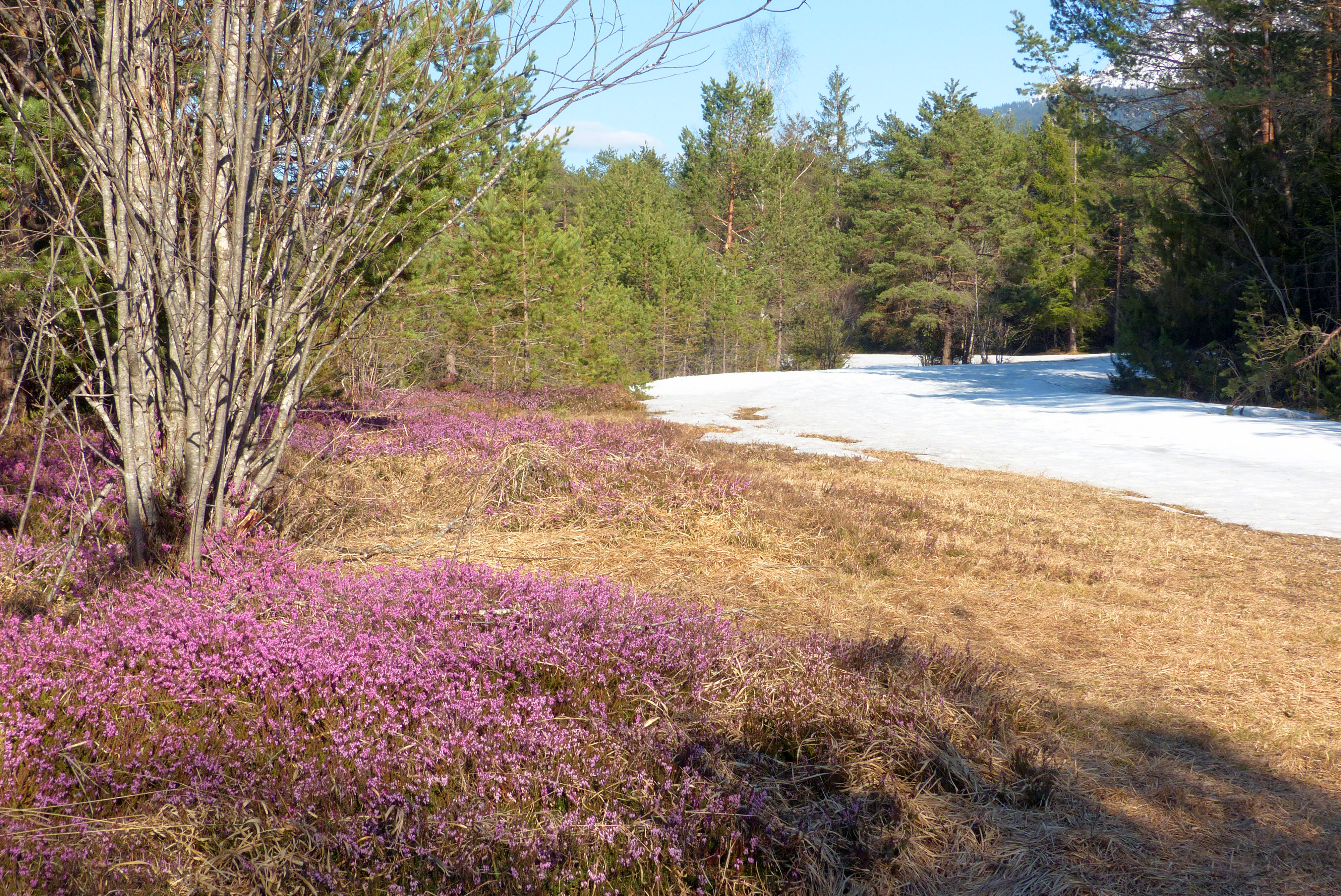 Schneeheide