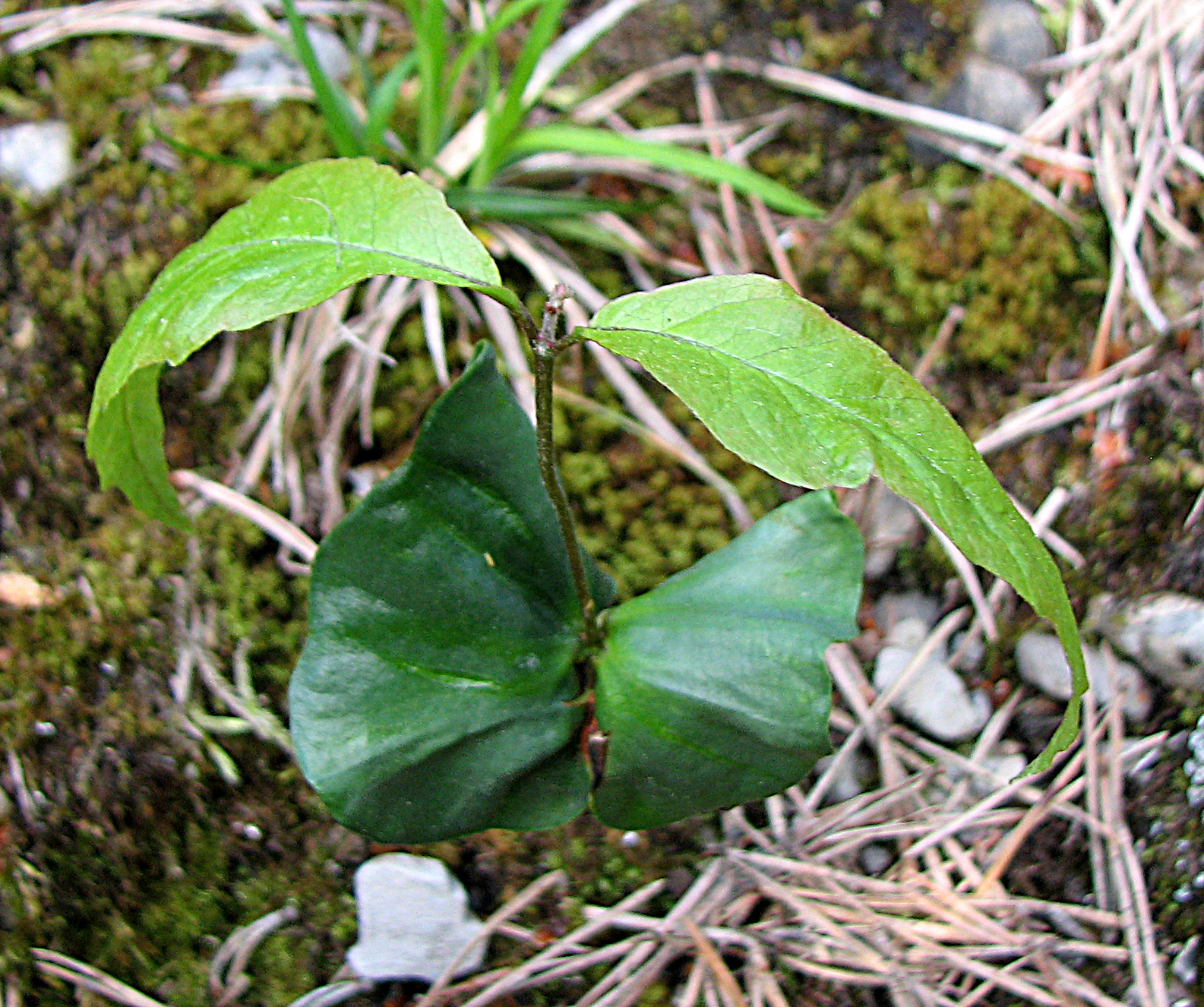 Rotbuche
