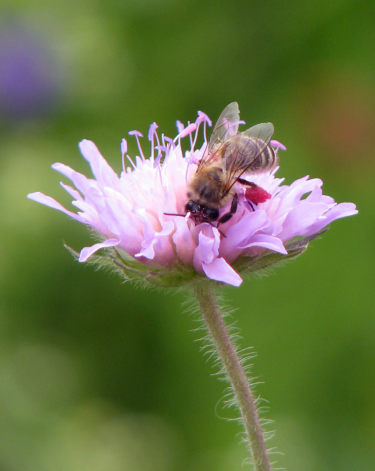 Wiesenwitwenblume