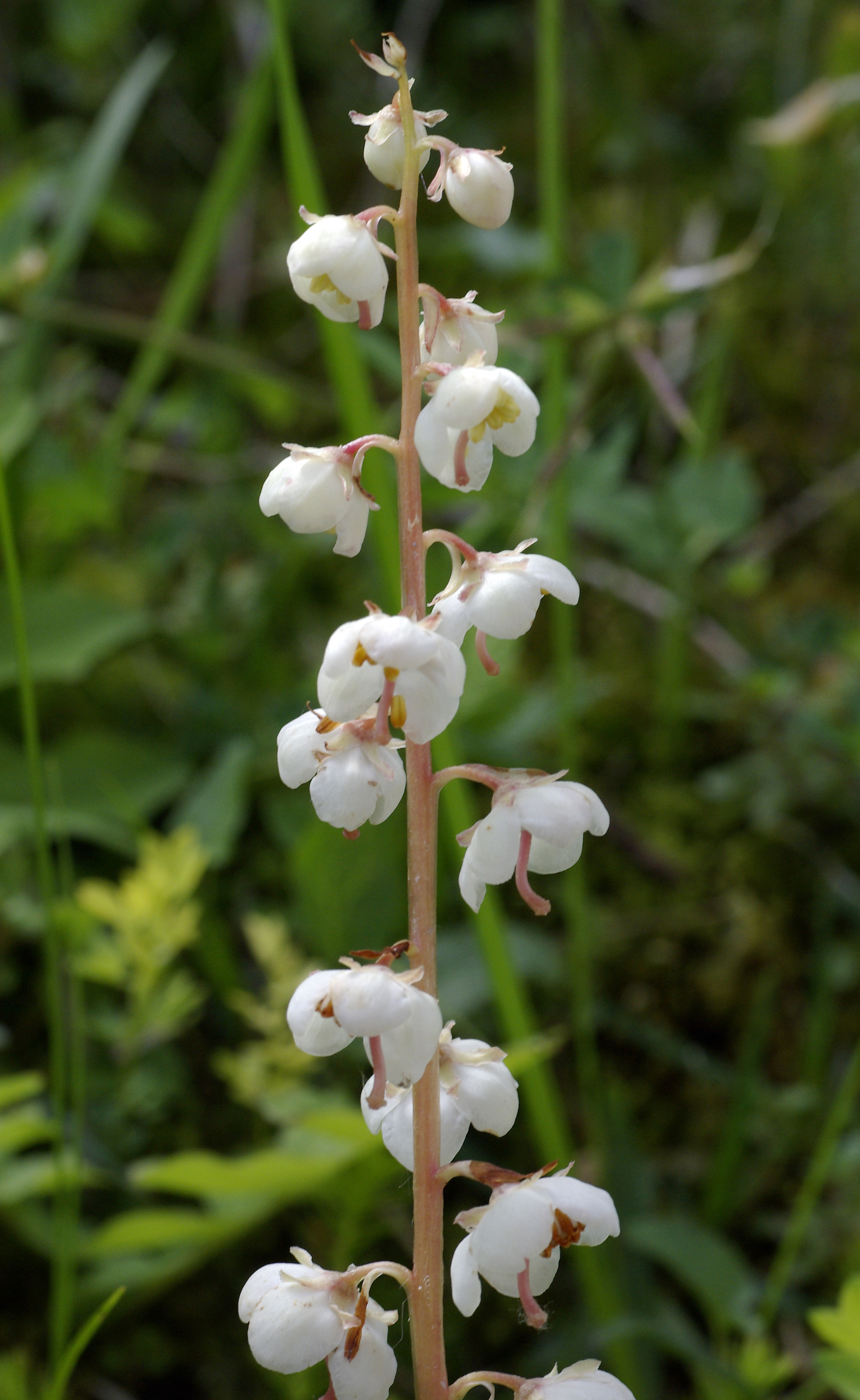 Rundblättriges Wintergrün
