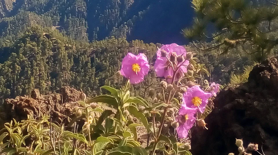 Beinwellblättrige Zistrose