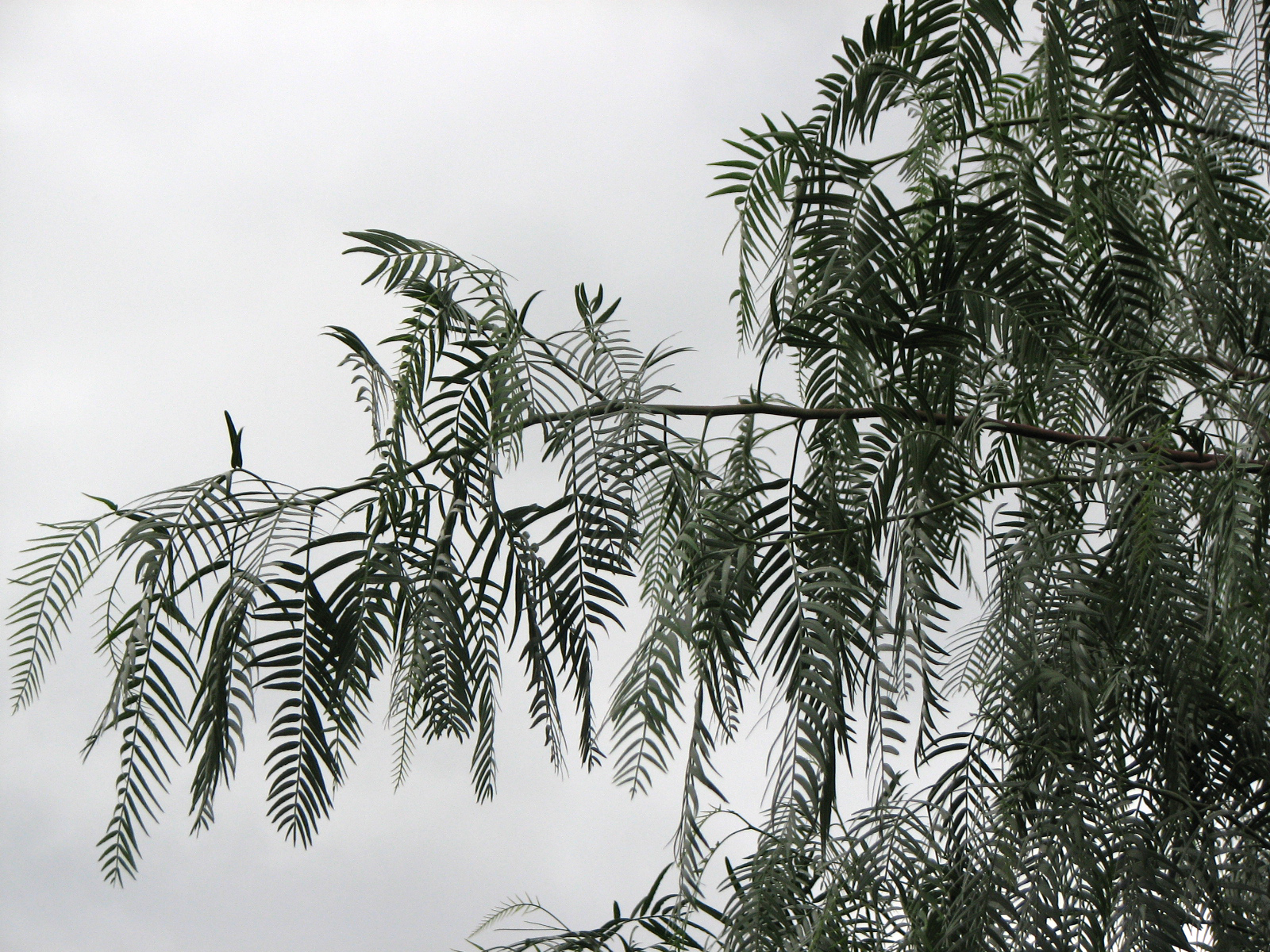 Peruanischer Pfefferbaum