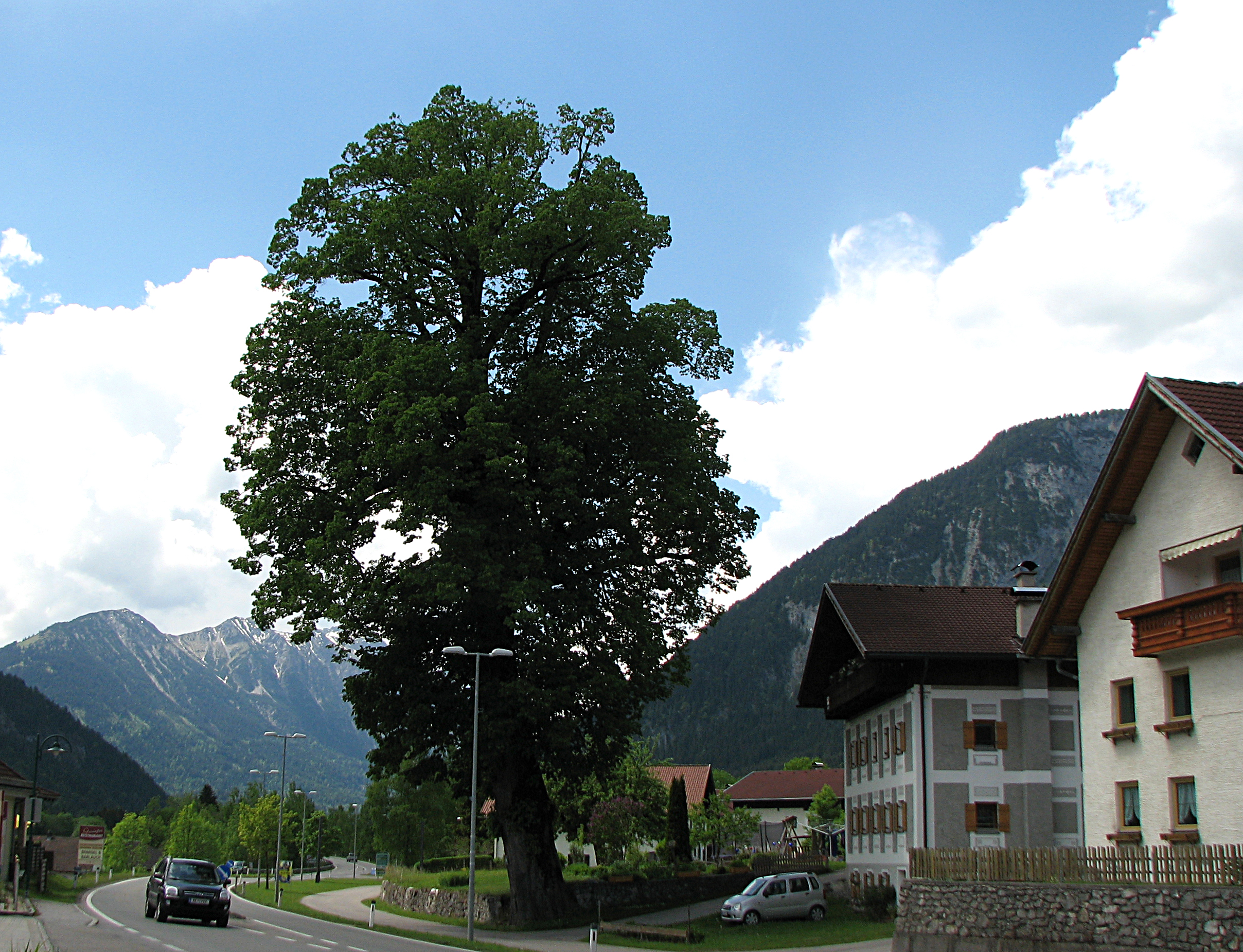 Winterlinde