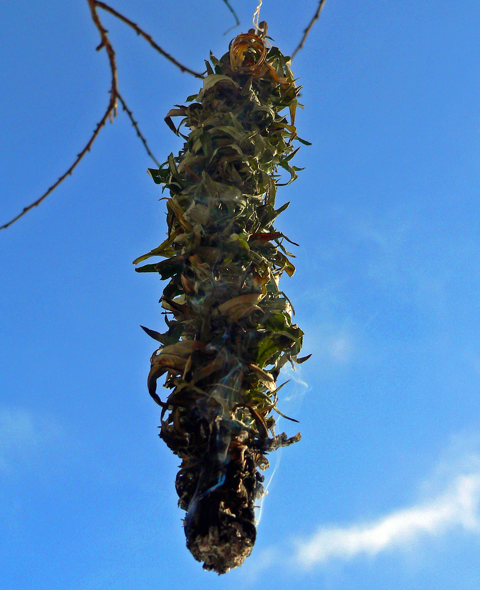 Räucherbündel binden und räuchern