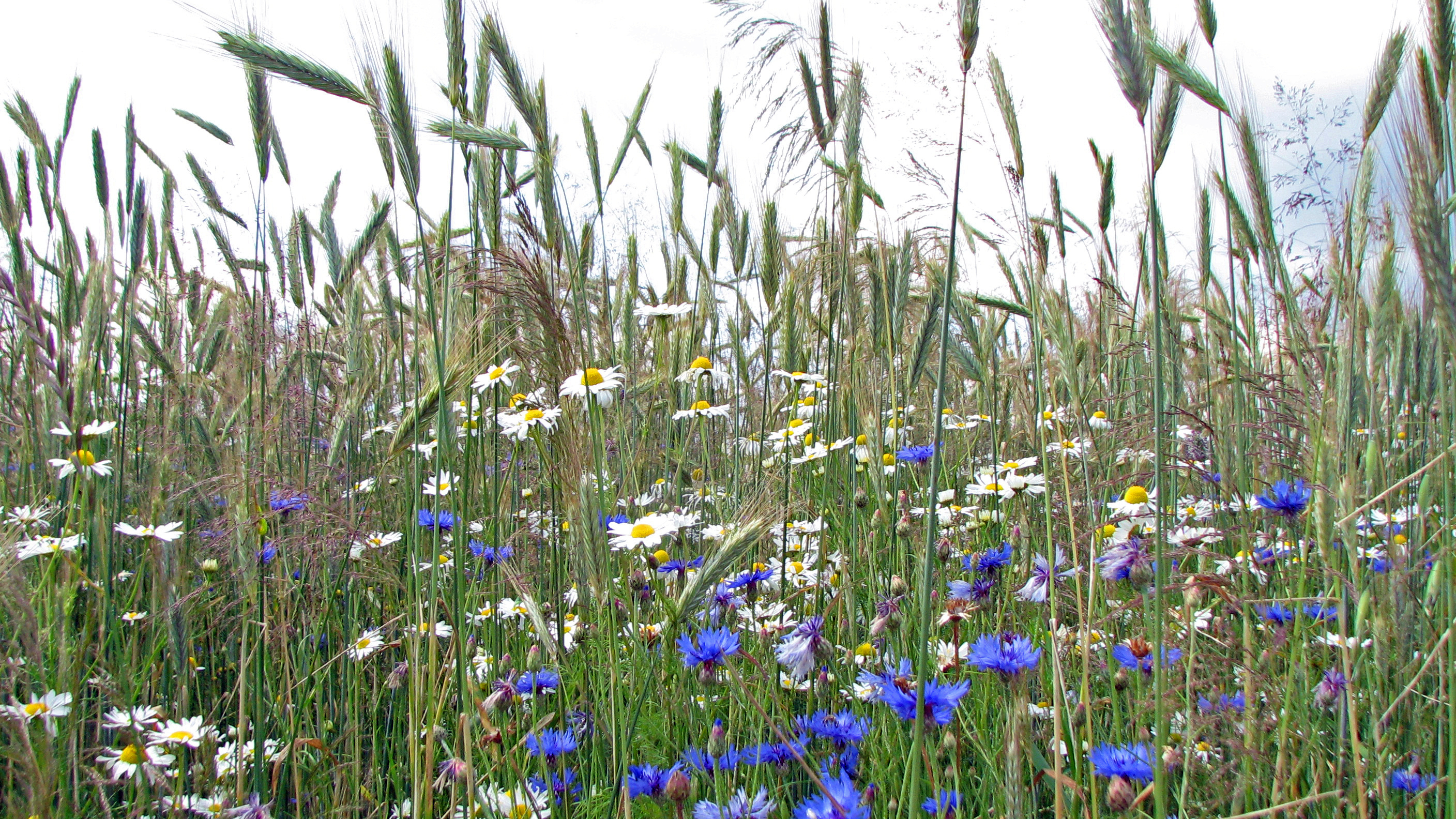 Kornblume