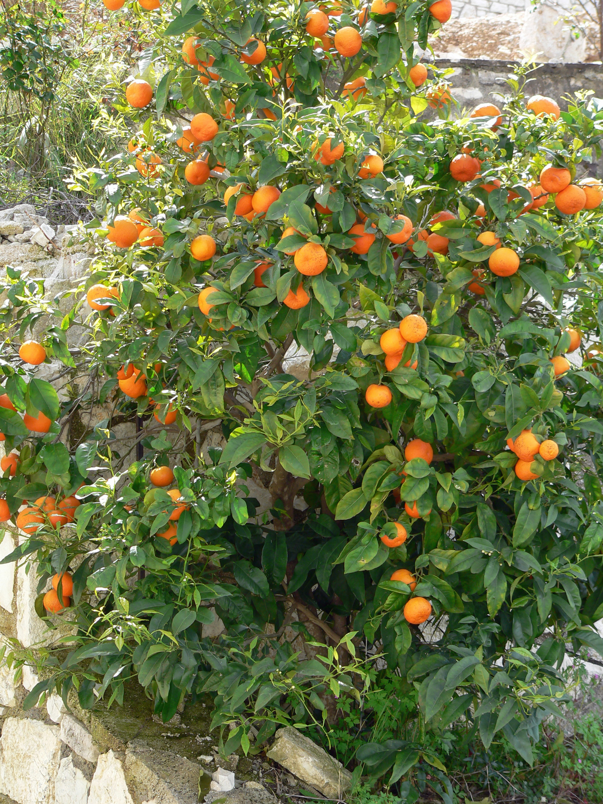 Orangenbaum