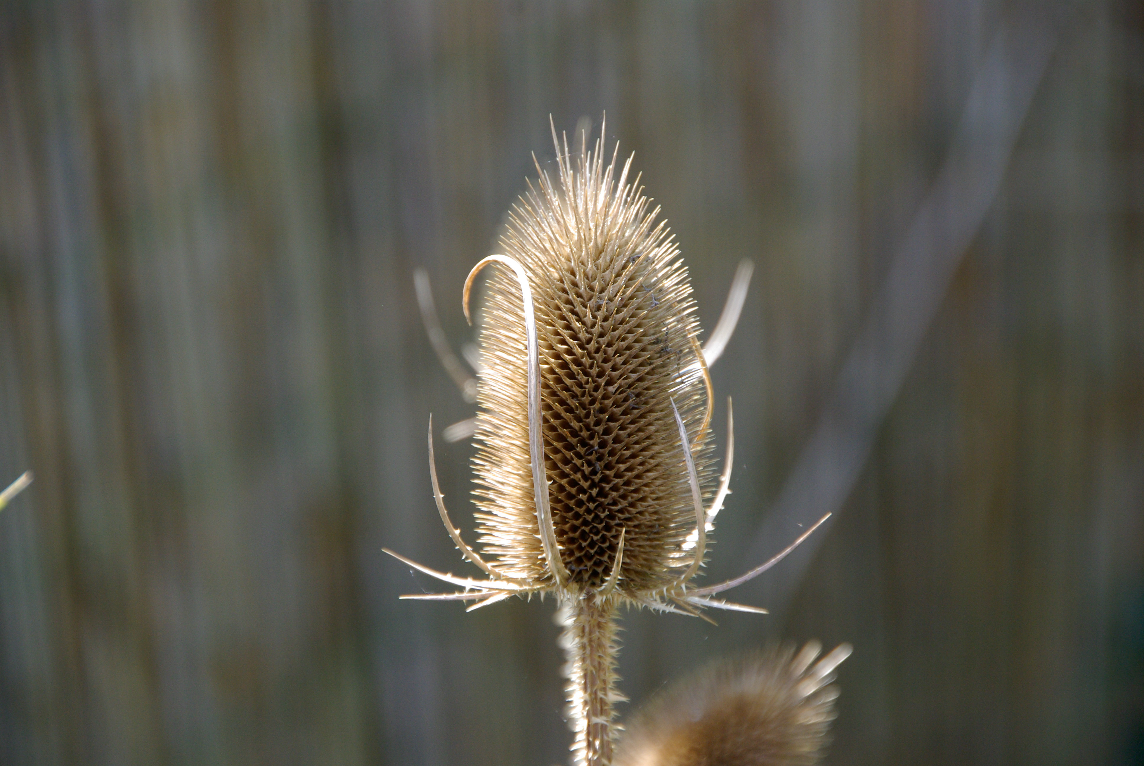 Wilde Karde