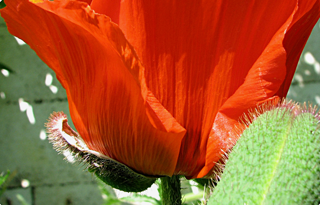 Türkischer Mohn