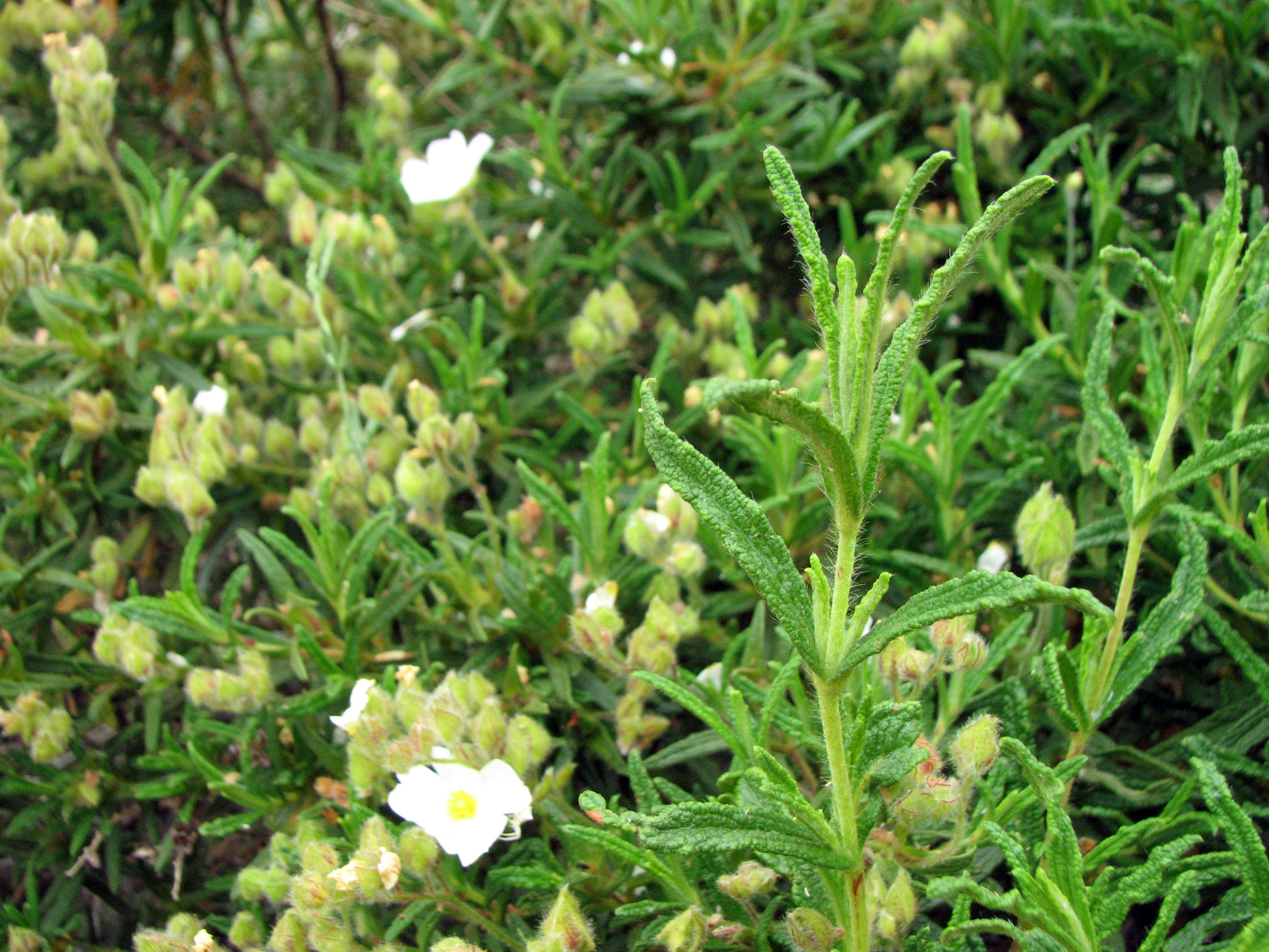 Montpellier-Zistrose