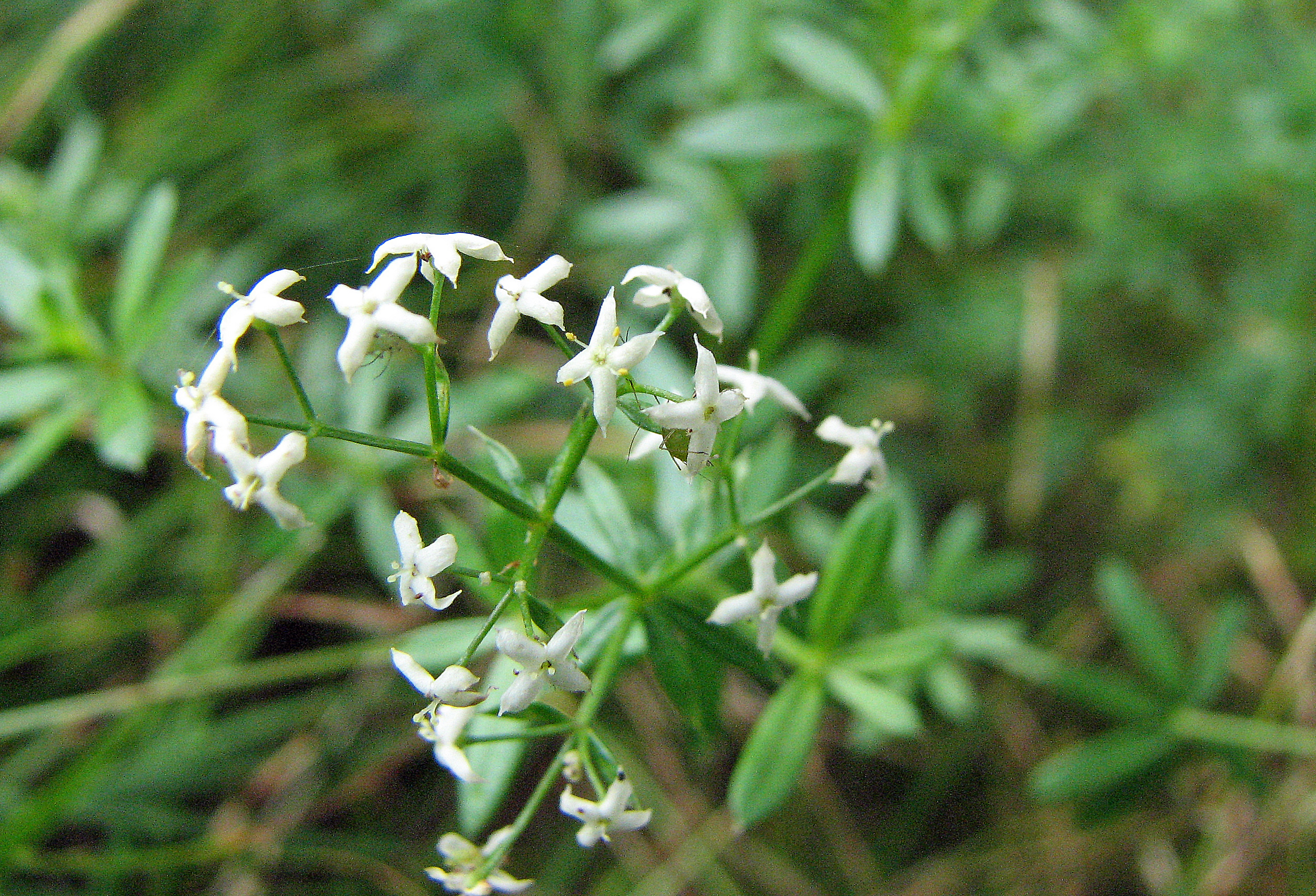 Wiesenlabkraut