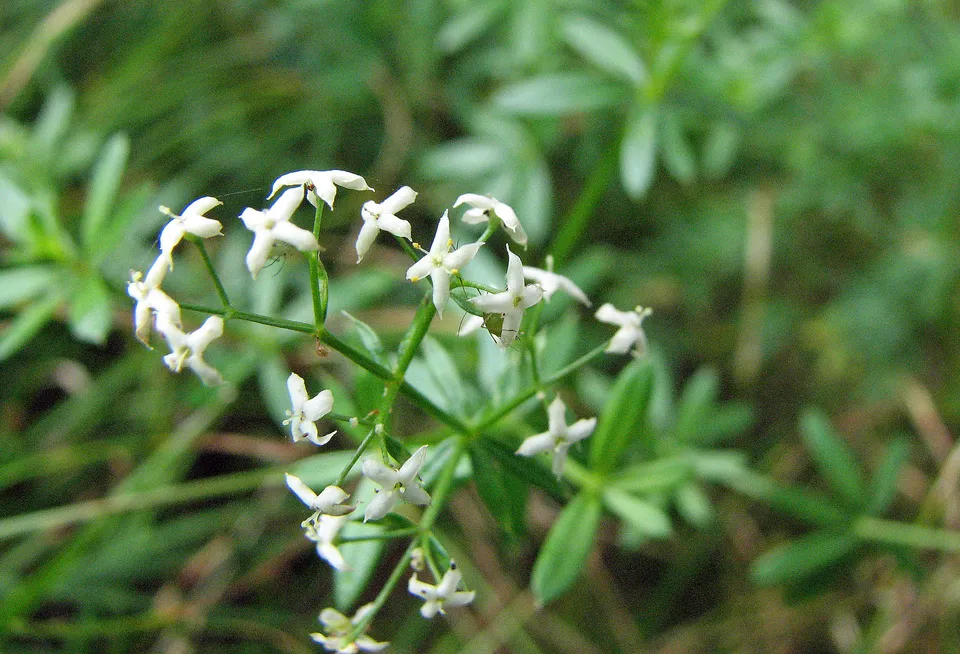 Wiesenlabkraut