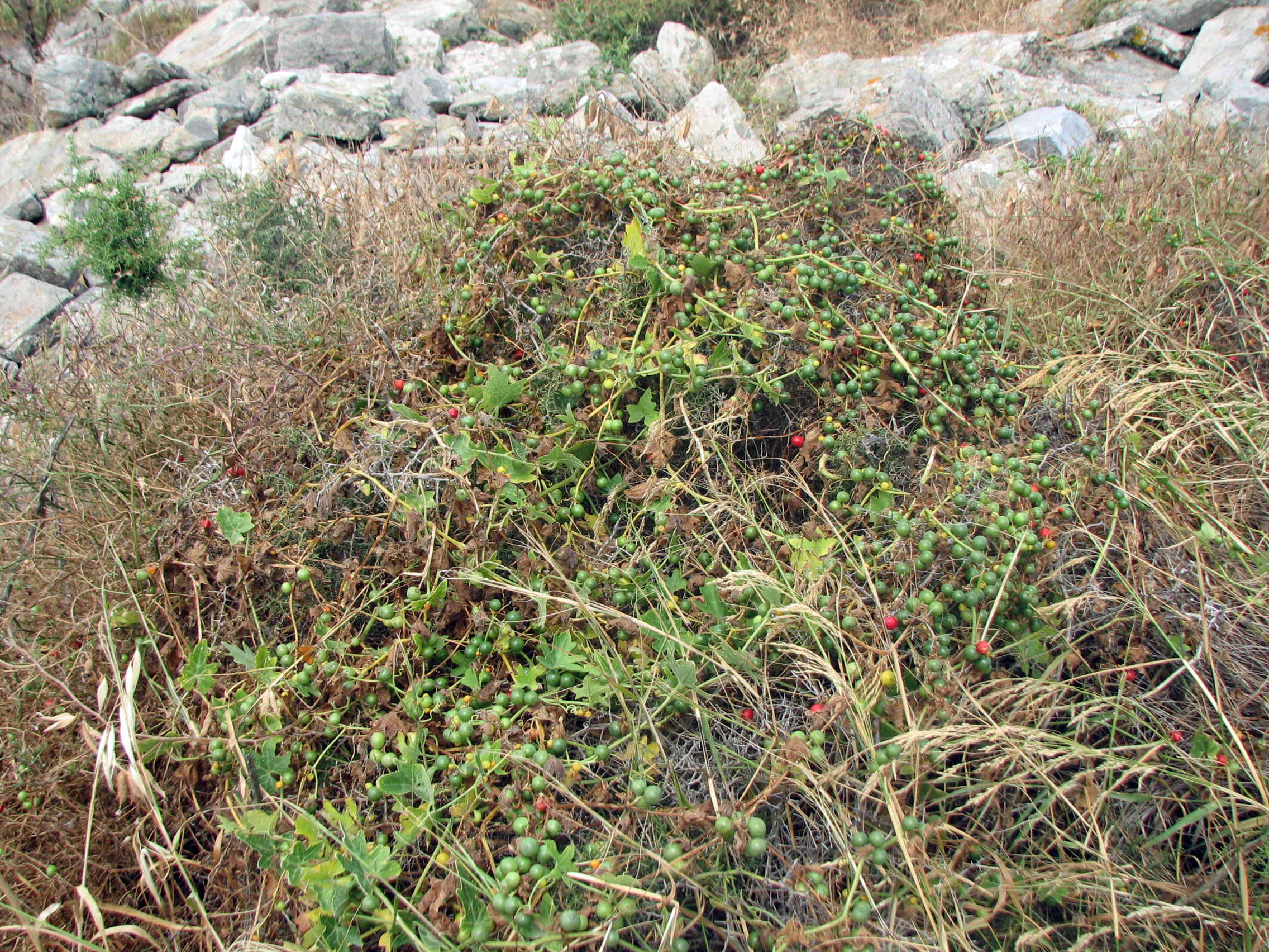 Rotfrüchtige Zaunrübe