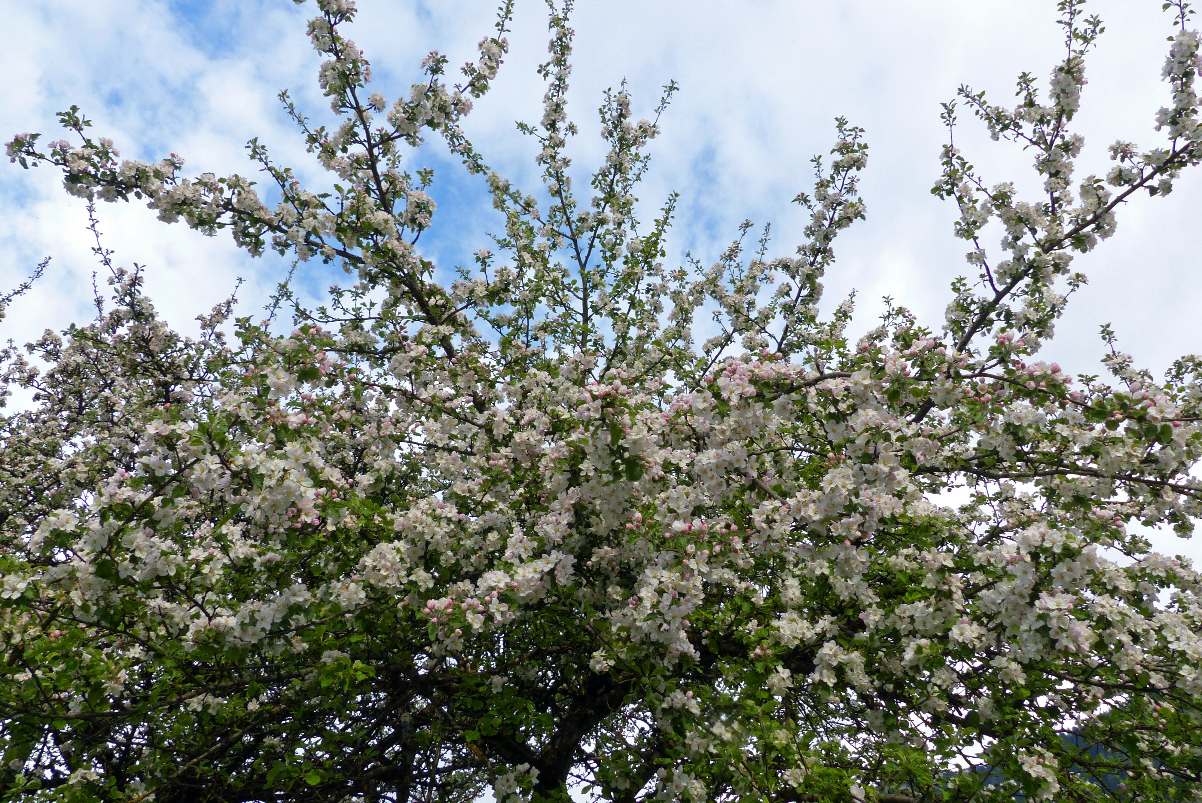Apfel