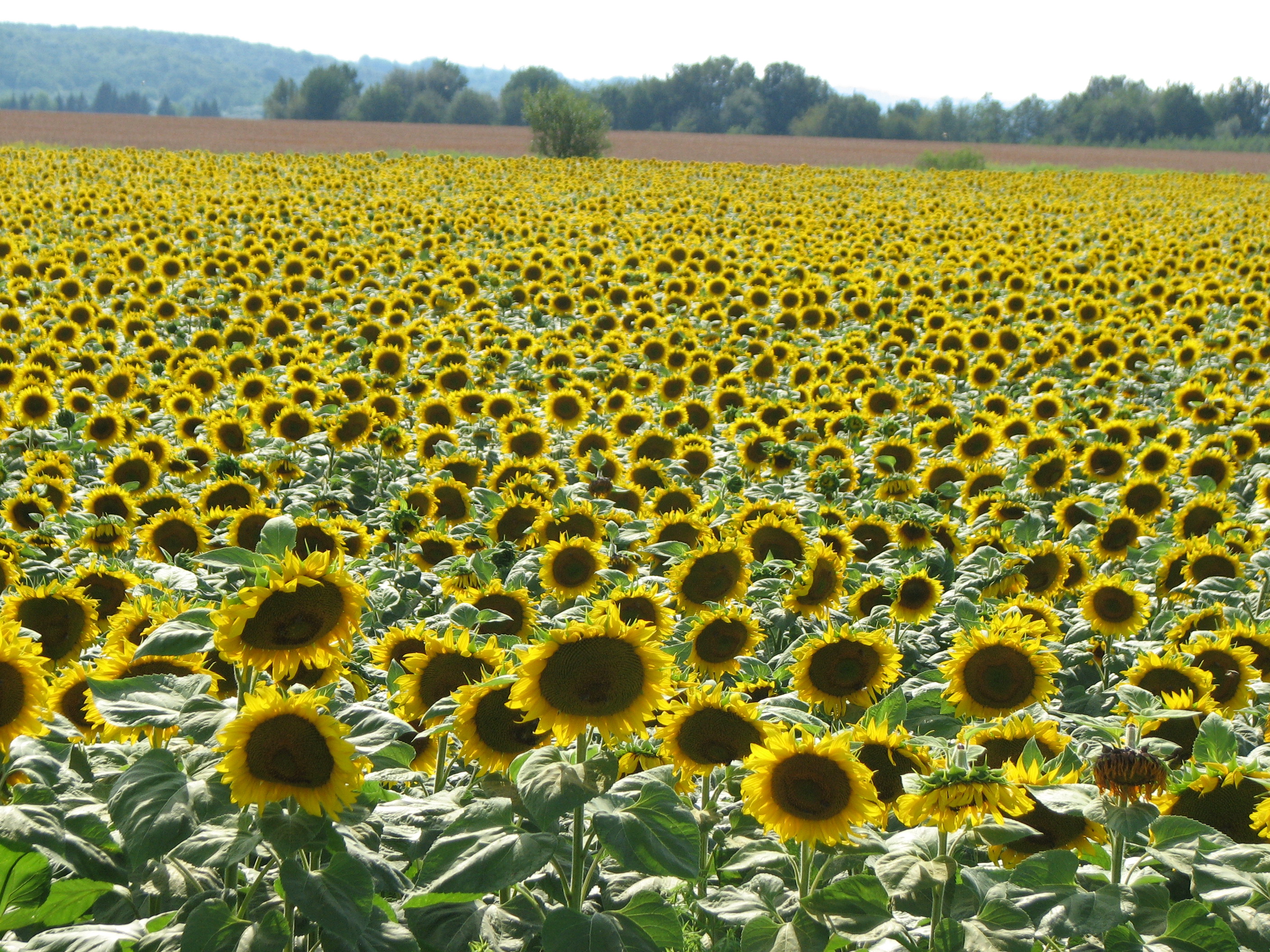 Sonnenblume
