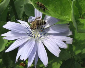 Endivie