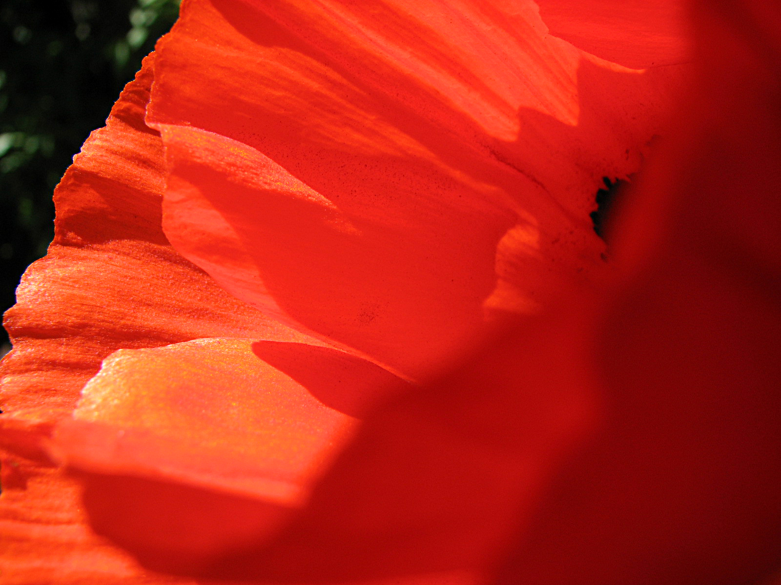 Türkischer Mohn