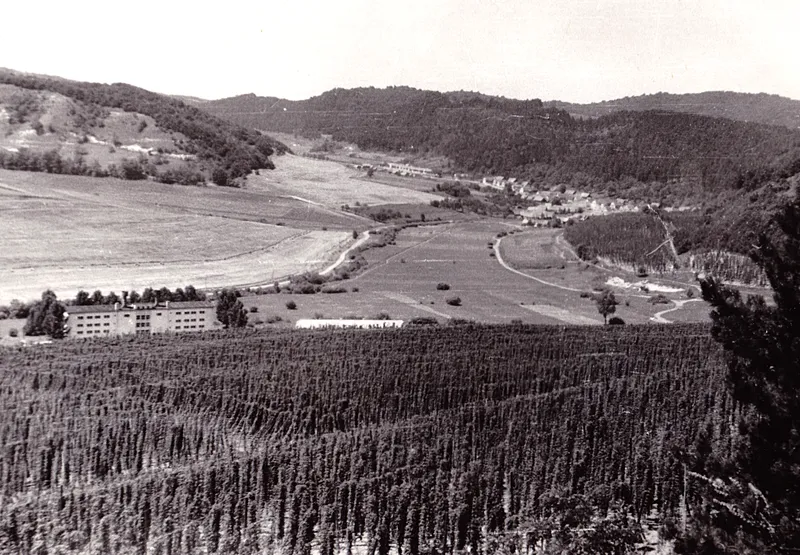 Geschichte des Hopfens
