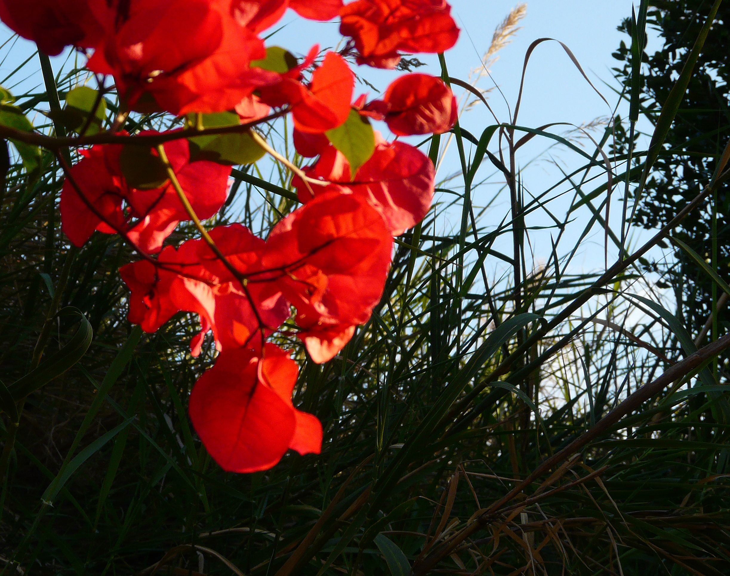 Bougainvillea