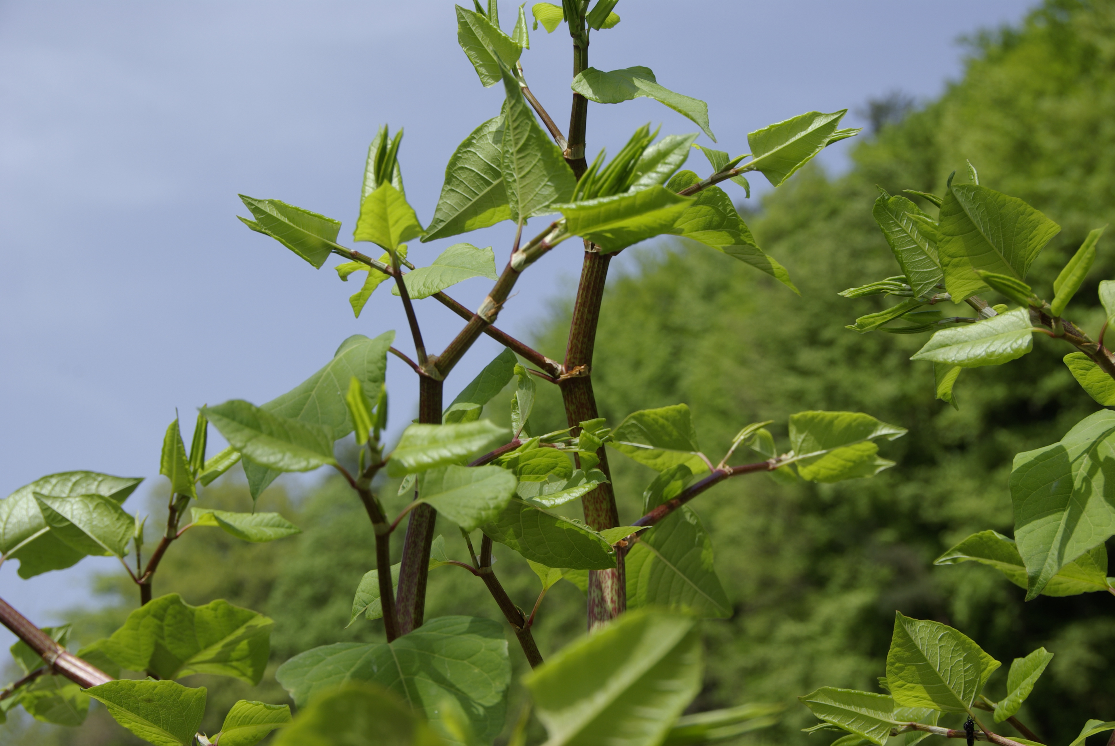 Japanischer Staudenknöterich