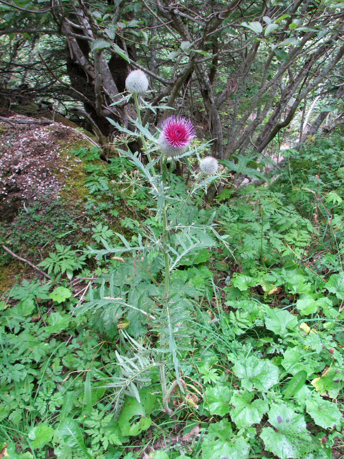 Wollkopfkratzdistel