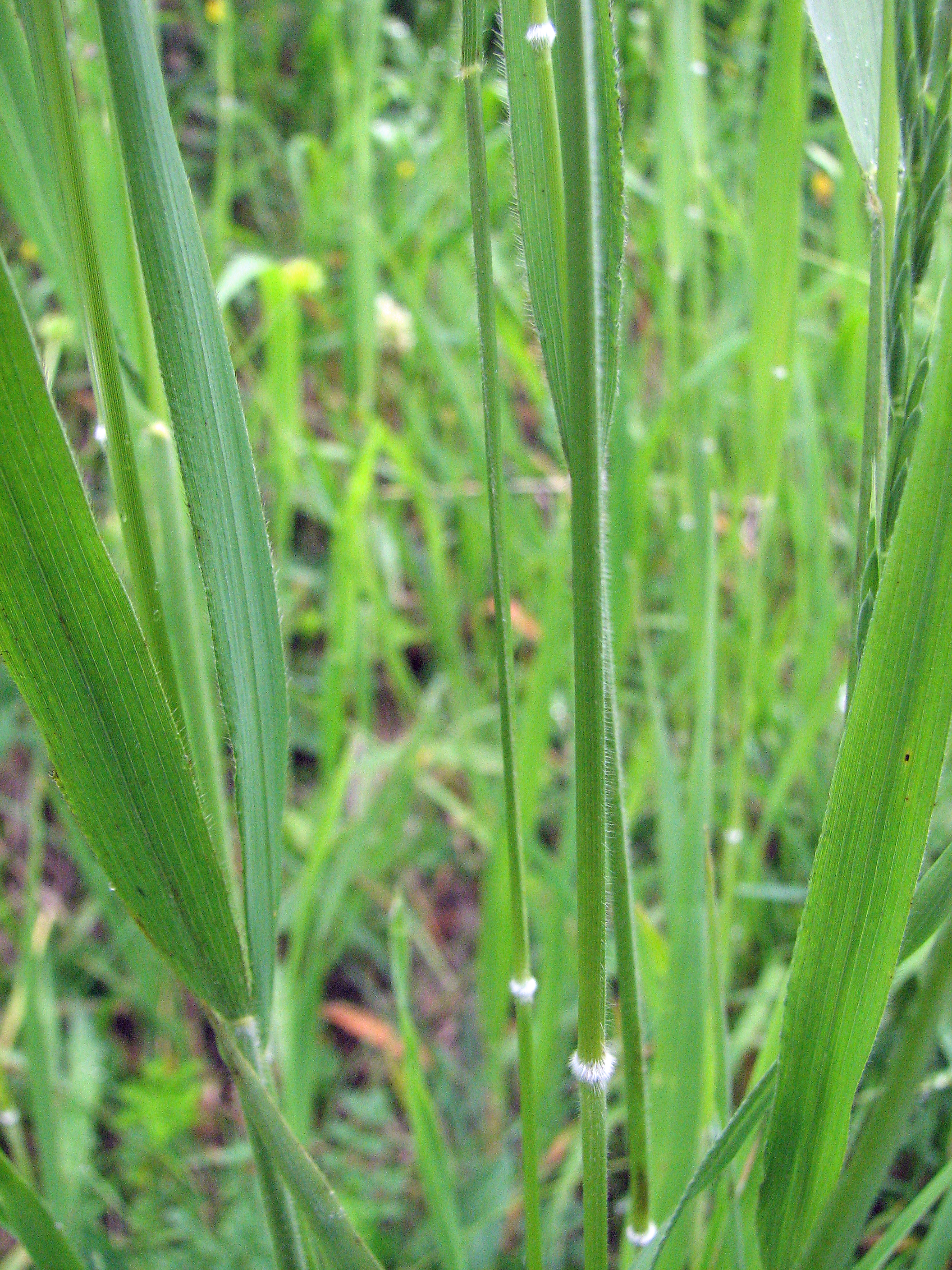 Gewöhnliches Zittergras
