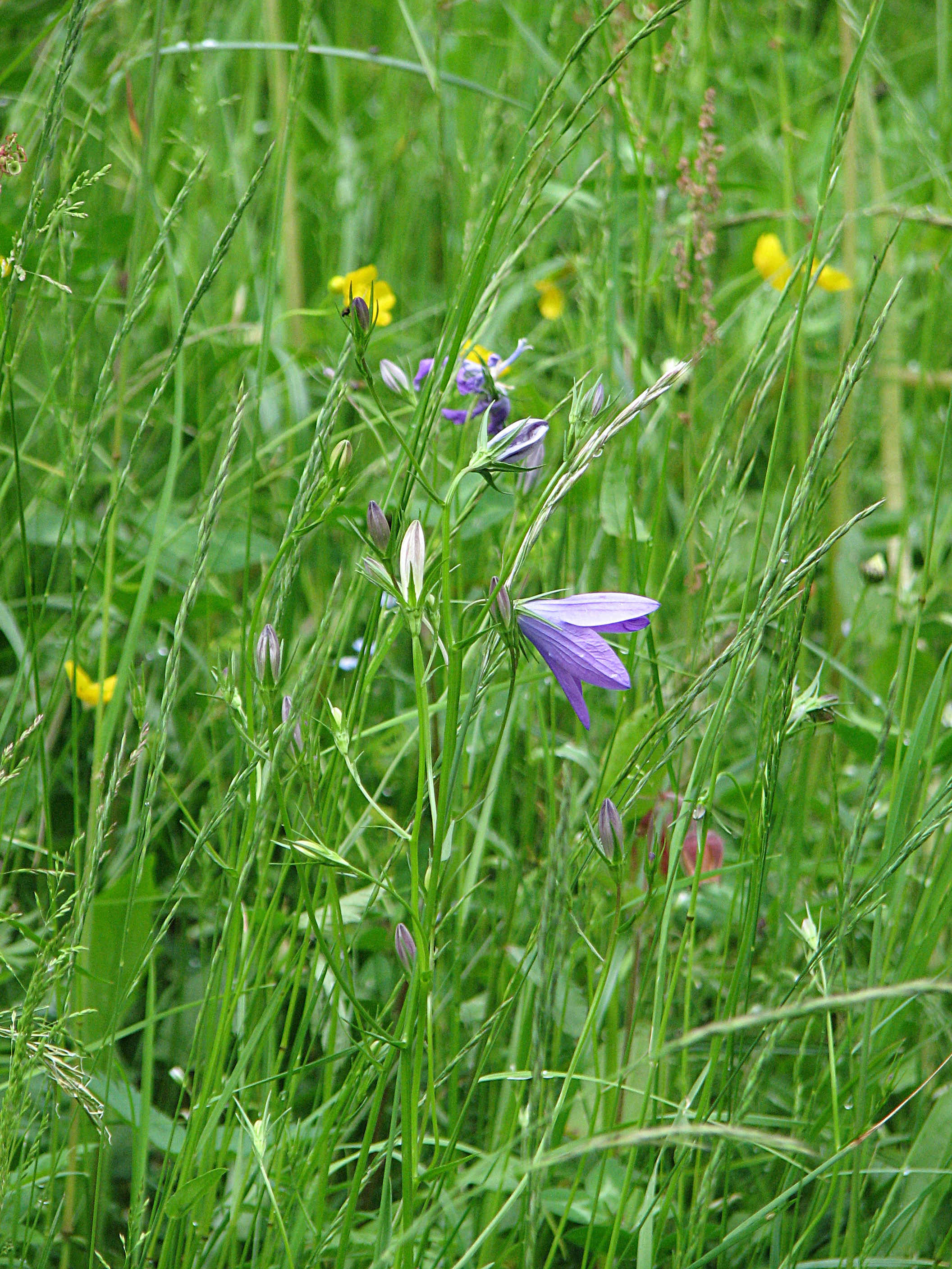 Wiesenglockenblume