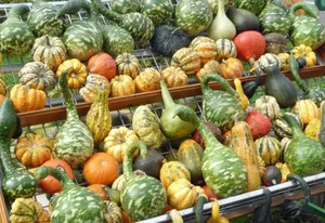 Flaschenkürbis