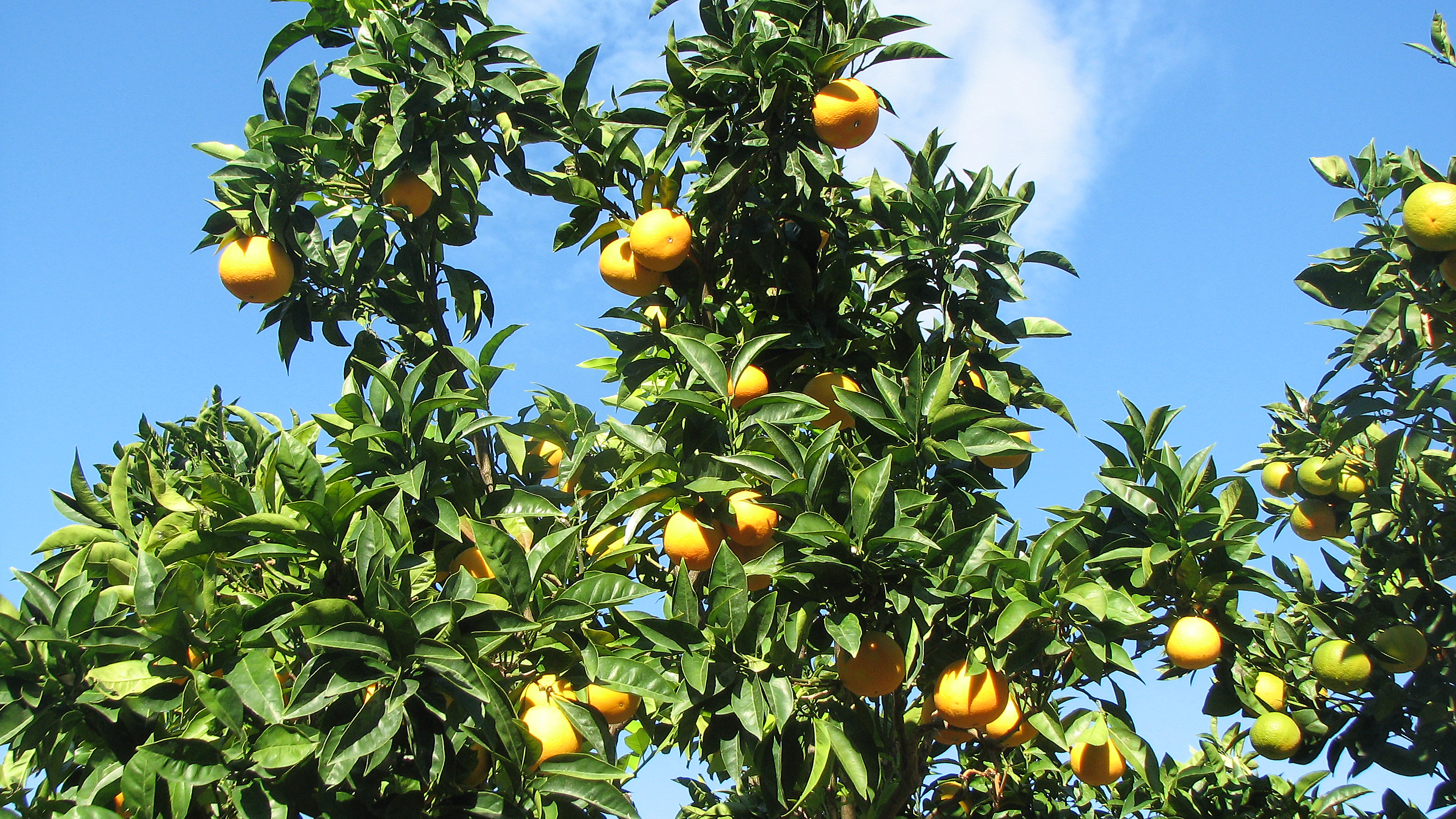 Orangenbaum
