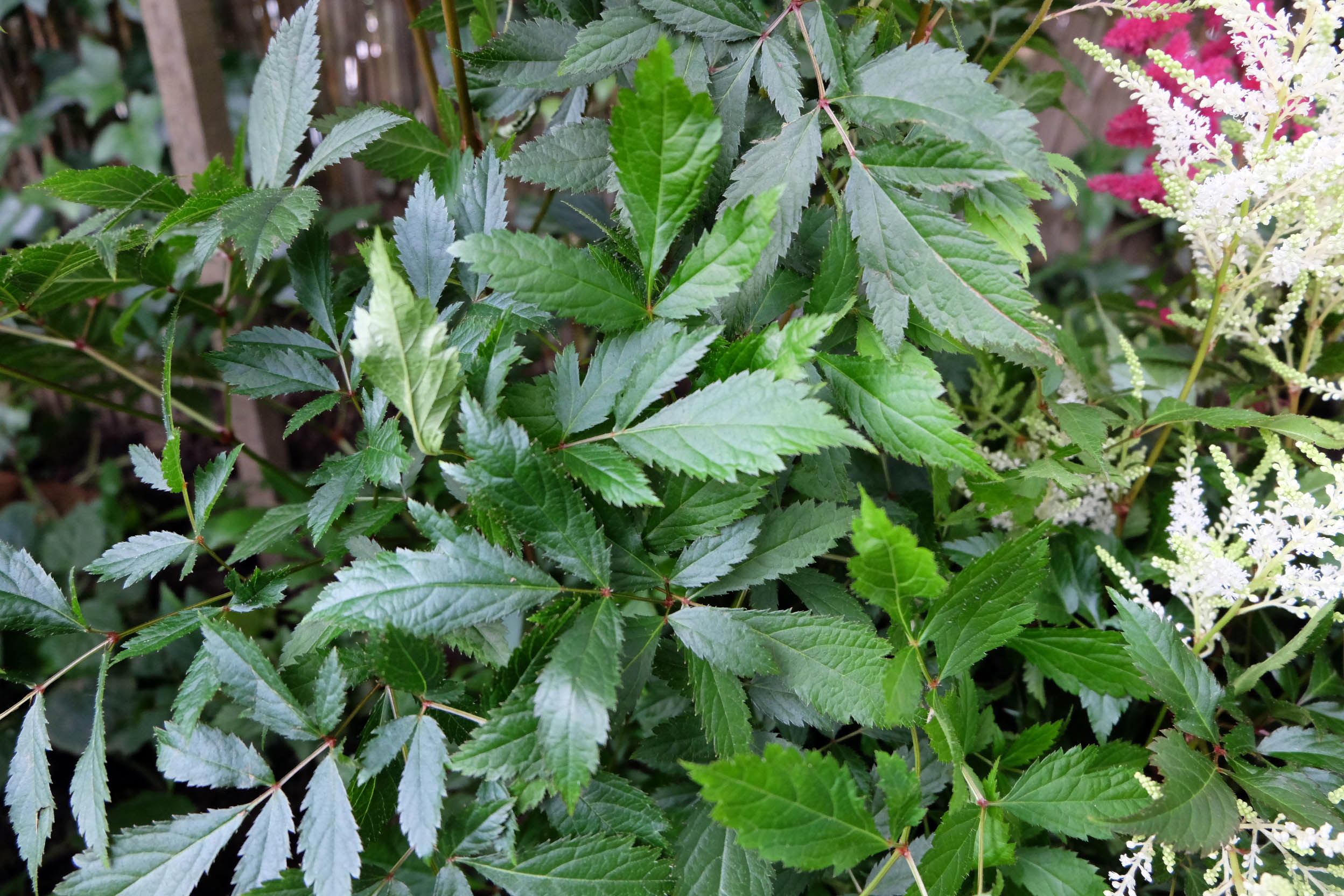 Astilbe