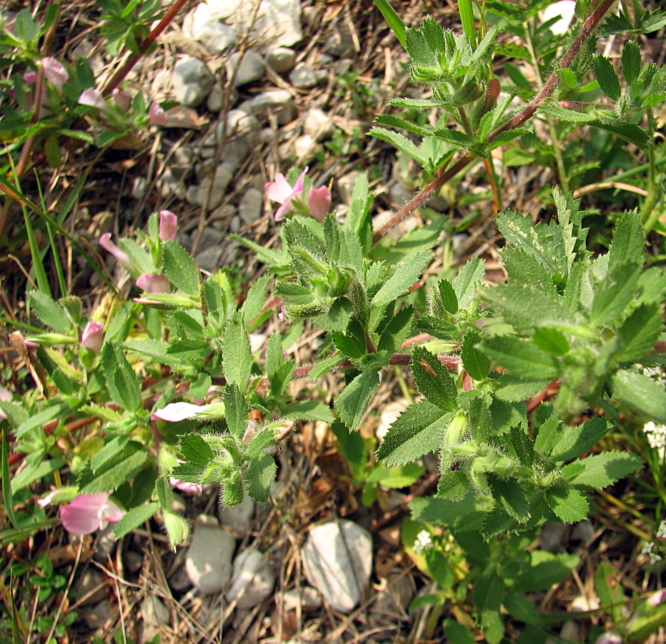 Hauhechel