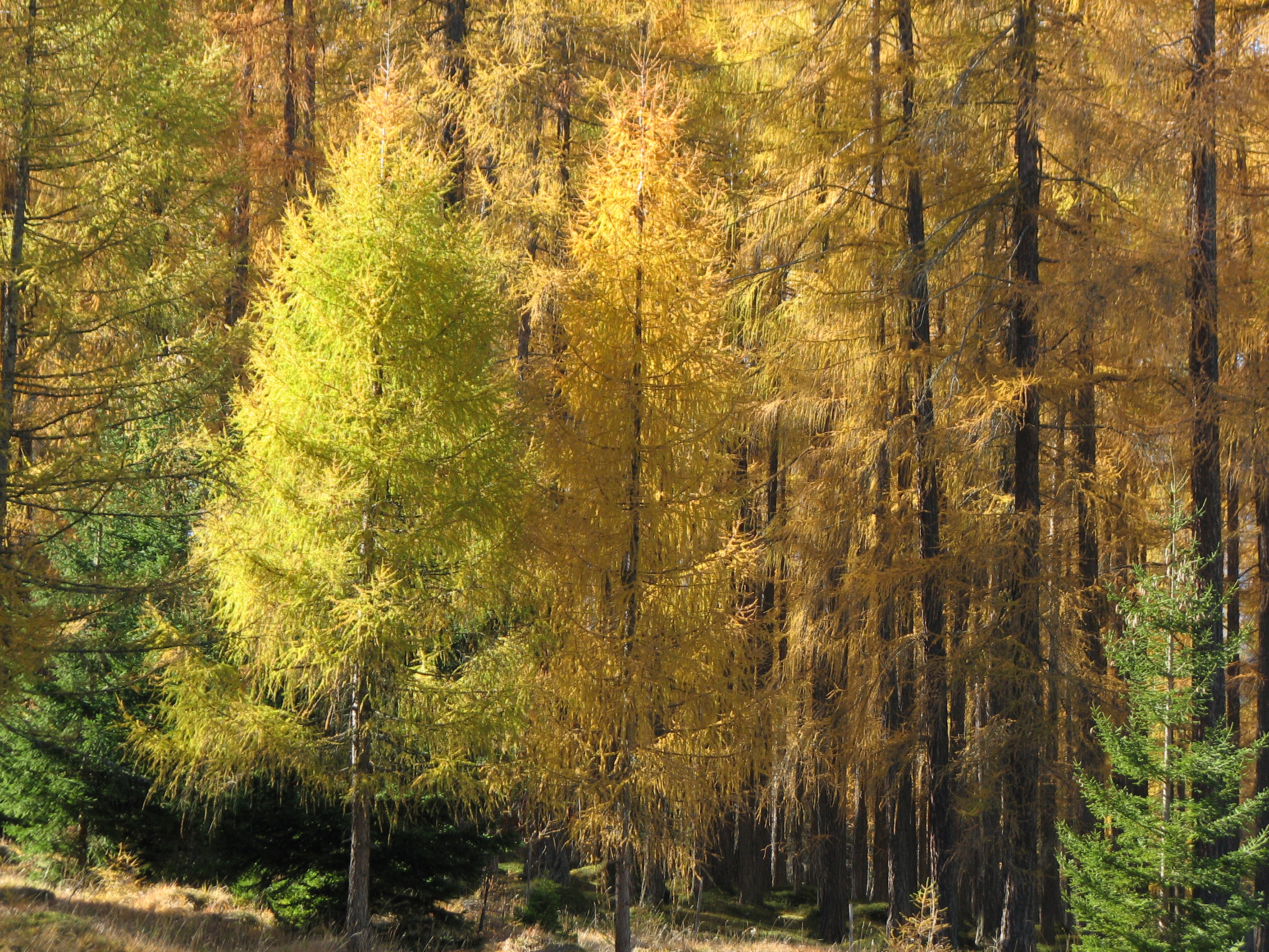 Europäische Lärche