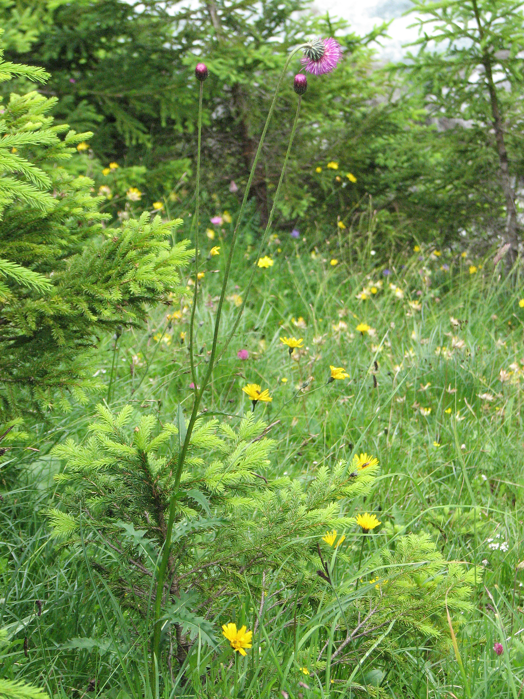 Gewöhnliche Bergdistel