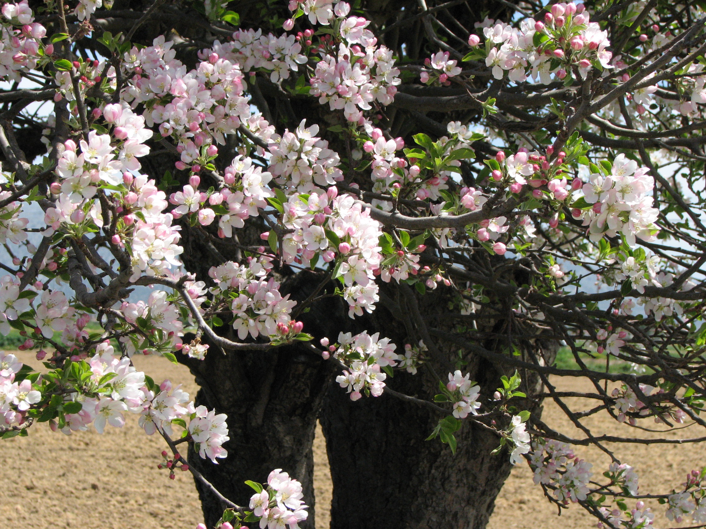 Apfel