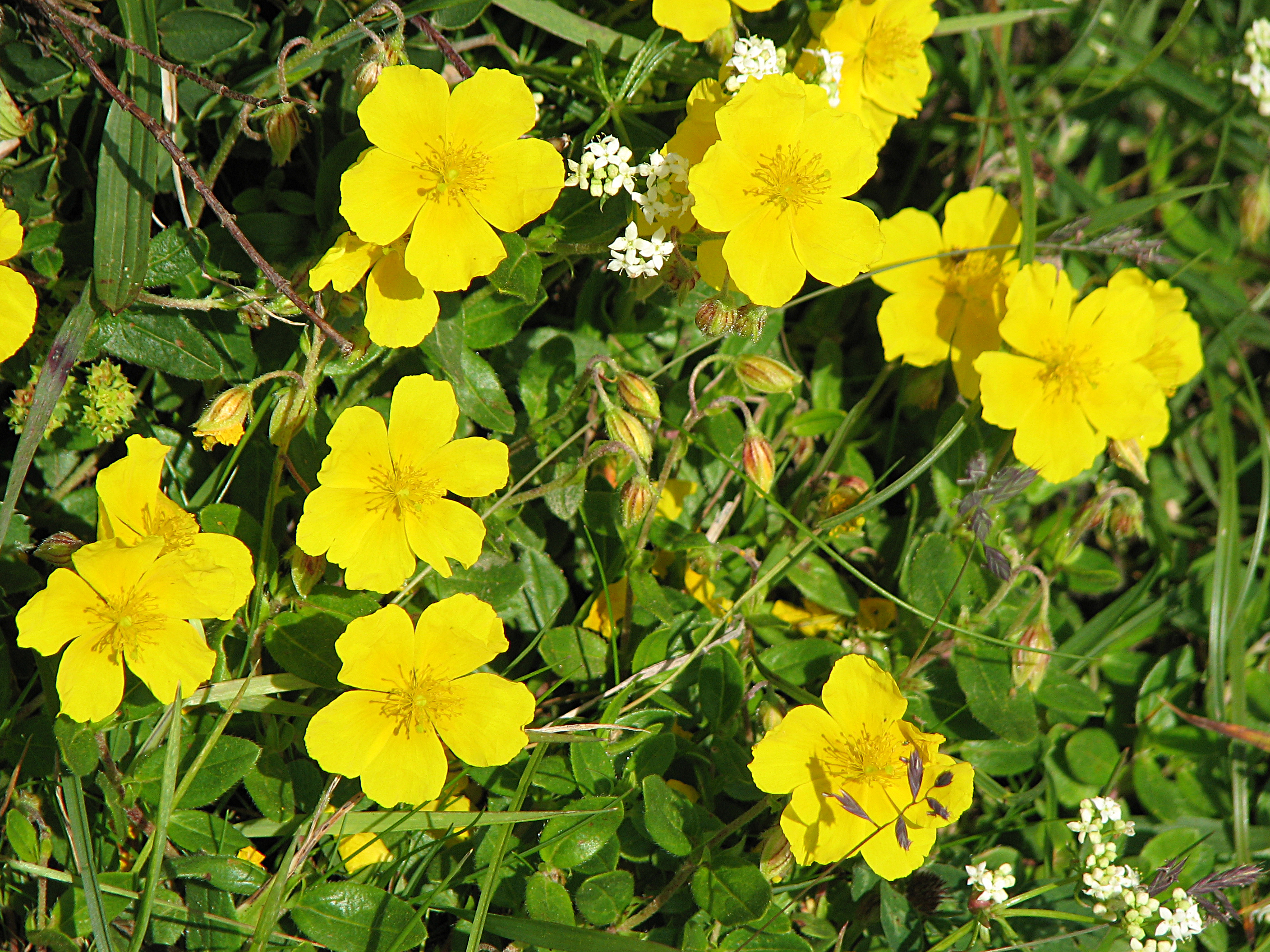 Gelbes Sonnenröschen