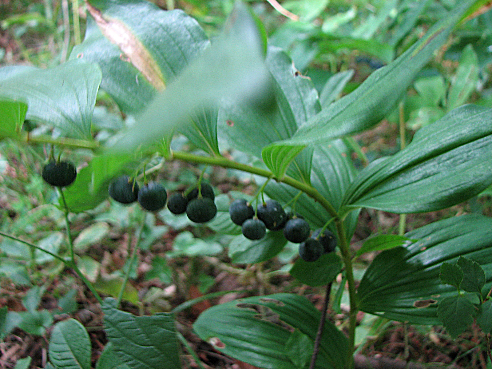 Vielblütige Weißwurz