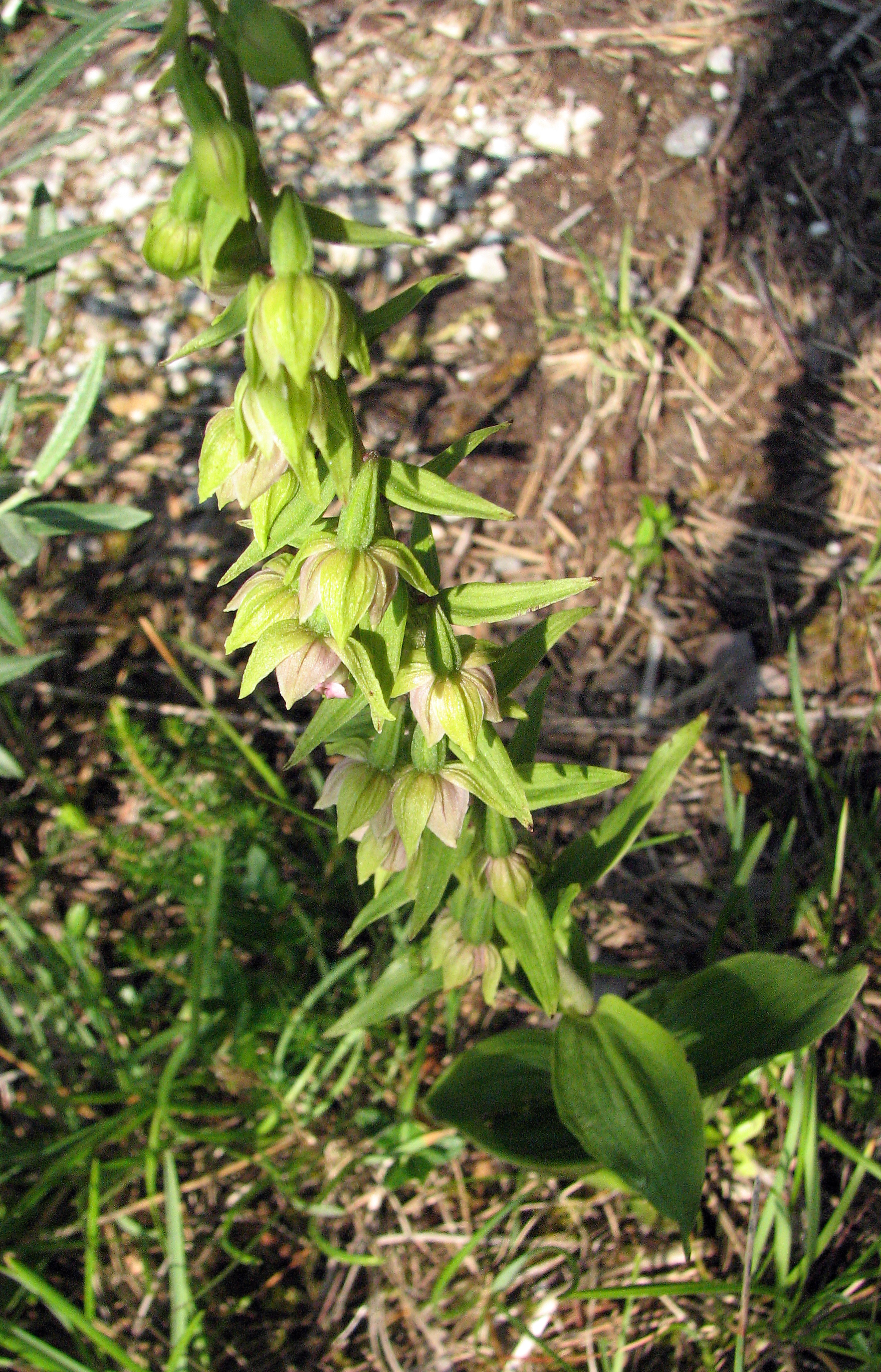 Breitblättrige Stendelwurz